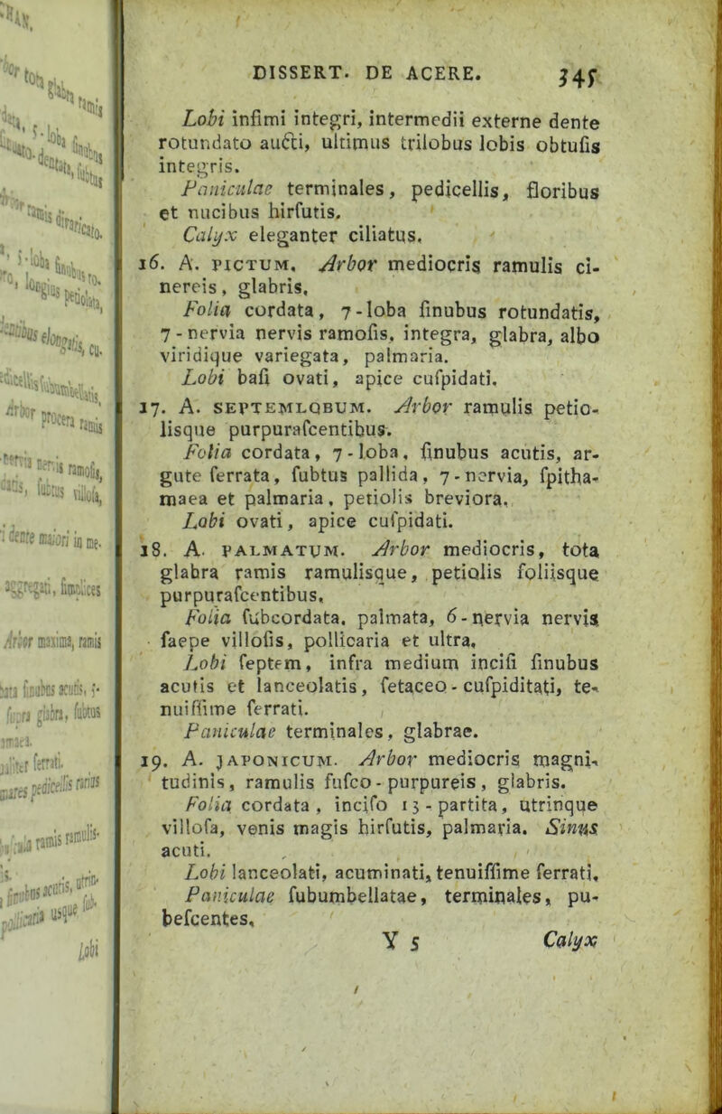 HS hs rJU!, ). .• I ■'‘•8>N.W /irhr procera f3Diis ', '^'-15 ramofi,^ ^ viiloia, • (fenrj EjiOfj u ujj. j'^<rtjaii, finplices Mer oaajiiiia, ramis ;m faiite 3CUK, )• kra giatri) te iiad. cares ■'.'■iilaracws ramiiliS S*-»!*** Lobi infimi integri, intermedii externe dente rotundato au6li, ultimus trilobus lobis obtufis integris. Paniculae terminales, pedicellis, floribus et nucibus hirfutis. Calyx eleganter ciliatus, 16. A. PICTUM, Arbor mediocris ramulis ci- nereis , glabris, Folia cordata, 7-loba finubus rotundatis, 7 - nervia nervis ramofis, integra, glabra, albo viridique variegata, palmaria. Lobi bafi ovati, apice cufpidati. 17. A. SEPTEMLQBUM. Arbov ramulis petio- lisque purpuraOcentibus. Folia cordata , 7 - loba, finubus acutis, ar- gute ferrata, fubtus pallida, 7.nervia, fpitha- maea et palmaria, petiolis breviora, Lobi ovati, apice cufpidati. 18. A. PALMATUM. Arbor mediocris, tota glabra ramis ramulisque, petiolis foliisque purpurafcentibus, Folia fubcordata, palmata, 6-nervia nervU faepe villofis, pollicaria et ultra, l^obi feptem, infra medium incili finubus acutis et lanceolatis, fetaceo - cufpiditati, te^ nuiffime ferrati. Paniculae terminales, glabrae. 19. A. JAPONICUM. Arbor mediocris magni.. I tudinis, ramulis fufco - purpureis , glabris. Folia cordata, incifo 13-partita, utrinque villofa, venis magis hirfutis, palmaria, Sin%s, acuti. Lobi lanceolati, acuminati, tenuiffime ferrati. Paniculae fubumbellatae, terminales, pu- befcentes, y s Calyx /