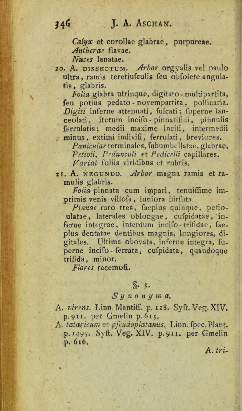 \ Calyx et corollae glabrae, purpureae. Antherae flavae. Nuces lanatae. '20. A. DISSECTUM. Arbov orgyalis vel paulo ultra, ramis teretiufculis feu obfolete angula- tis, glabris. Folia glabra utrinque, digitato - multipartita, feu potius pedato - novempartita , pollicaria. Digiti inferne attenuati, fulcati; fuperne lan- ceolati, iterum inclfo-pinnatifidi, pinnulis ferrulatis; medii maxime incili, intermedii minus, extimi indivifi, ferrulati, breviores. Paniculae terminales, fubumbellatae, glabrae. Petioli^ Pedunculi et Pedicelli capillares. Variat foliis viridibus et rubris, ji. A. NEGUNDO. Arbor magna ramis et ra- mulis glabris. Folia pinnata cum impari, tenuiffime im- primis venis villofa, iuniora hirfuta, Pinnae raro tres, faepius quinque, petio- ulatae, laterales oblongae, cufpidatae ,'in- ferne integrae, interdum incifo-trifidae, fae- pius dentatae dentibus magnis, longiores, di- gitales. Ultima obovata, inferne integra, fu- perne incifo - ferrata, cufpidata, quandoque trifida, minor. F'lores racemofi. §• S‘ Synonyma. A. virens. Linn. Mantiff. p. 128. Syft. Veg. XIV, p. 911. per Gmelin p. 615. A- tataricum et pfeudoplatanus. Linn. fpec. Piant, p. 1499. Syft. Veg. XIV. p.9ii. per Gmelin p. 616, A. tru