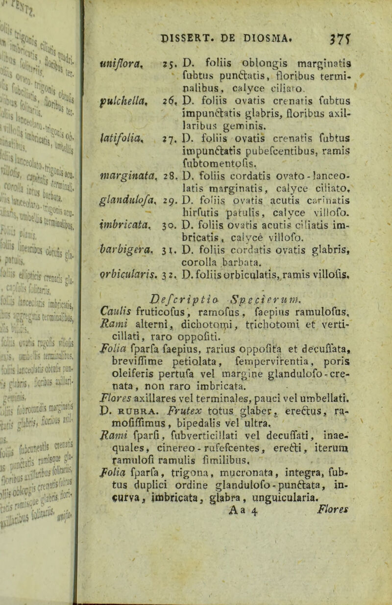 ‘■‘i’--i.. » iJ ®*is rt; , Slu. ,r,,: r «i. !a. fC''0‘.'3 'cr',^ i ouniSs g!j. ’ frenaris jia mbricii :it!s, Tlllolis jilibs, PISSERT. PE DIOSMA. 375' miflora^ ?S. D. foliis oblongis marginatis , fnhtus punftatis, floribus termi- nalibus, calyce ciliato. fulchella^ 26, D. foliis ovaris crenatis fubtus impunitatis glabris, floribus axil- laribus geminis. latifolia^ , 27. D. foliis ovatis crenatis fubtus impuniliatis pubefcentibus, ramis fubtomentofls, marginata^ 28. D. foliis cordatis ovato-lanceo- latis marginatis, calyce ciliato, glanduioja^ 29. D. foliis ovatis acutis carinatis hirfutis patulis, calyce villofo. imbricata^ 30. D. foliis ovatis acutis ciliatis im- bricatis , calyce villofo. barbigera^ 3t. D. foliis cordatis ovatis glabris, corolla barbata. orbicularis. 32, D. foliis orbiculatis,,ramis villoiis, Defcriptio- Sp e.cieruni. Caw/r^ fruticofus, ramofus, faepius ramulofus. Rami alterni, dichotorpi, trichotomi et. verti- cillati, raro oppofiti. • Rolia fparfa faepius, rarius oppofita et decuflata, breviflime petiolata, fempervirentia, poris oleiferis pertufa vel margine glandulofo-cre- nata, non raro imbricata. Flores axillares vel terminales, pauci vel umbellati, P. RUBRA. Frutex totus glaberj erectus, ra- mofifTimus, bipedalis vel ultra. Rami fparfi, fubverticillati vel decuffati, inae- quales, cinereo - rufefeentes, ererti, iterum ramulofi ramulis fimilibus, fparfa, trigona, mucronata, integra, fub- tus duplici ordine glandulofo-punftata, in- curva , imbricata, glabra, unguicularia. A a 4 Flores