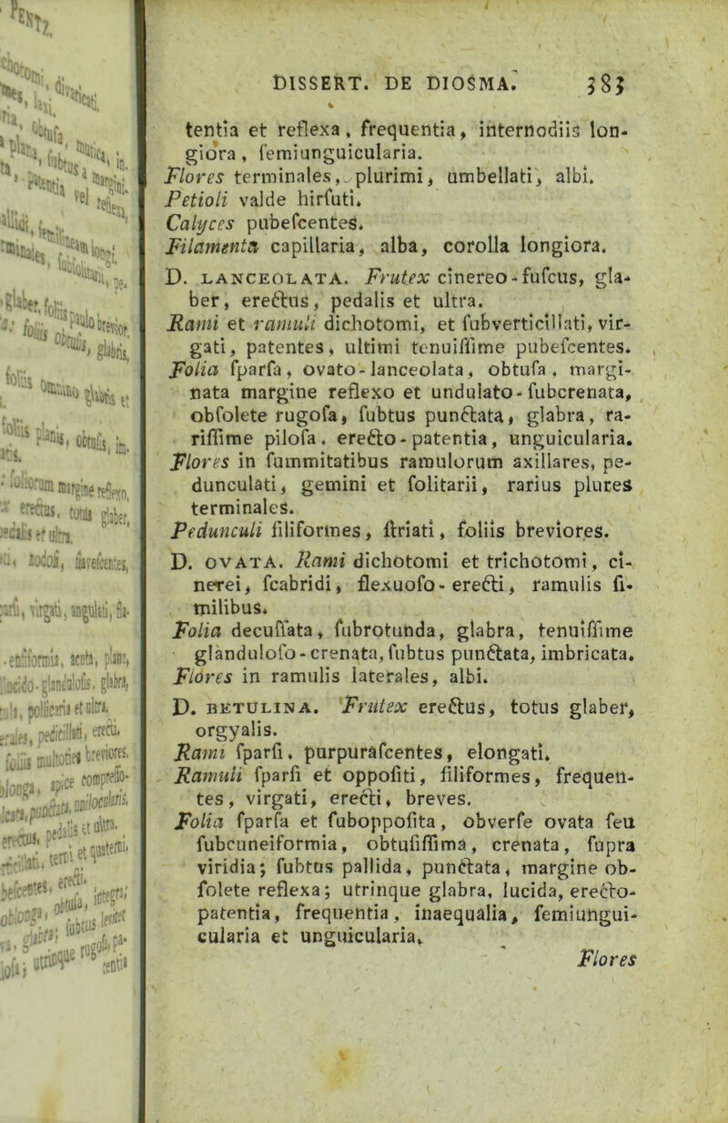 • ni3rpere?pxn. •• fream, totaj •■(•* ultn co^^os’, iafelk:es, incliti, fia- e!i;'!onr.'j. acuta, plain, Qci^o-5'3n(:a!oiis. glilica; 'i, 5o'tic3ria ftoltri •irs', 'oijea. i?‘ce foraprc^o- jices-fS' «-«'■'‘IS )iij mSSERT. DE DIOSMA. 585 % tentia et reflexa, frequentia, internodilcJ lon- giora, 1‘emiunguicularia. i^/ojT^ terminales,, plurimi, umbellati, albi. Petioli valde hirfuti. Calyces pubefeenteS. Filamenta capillaria, alba, corolla longiora. D. LANCEOLATA. cinereo-fufcus, gU- ber, ere6tiis, pedalis et ultra. Fami et ramuli dichotomi, et fubverticillati, vir- gati, patentes, ultimi tenuiflime pubefeentes. Folia fparfa, ovato-lanceolata , obtufa , margi- nata margine reflexo et undulato-fubcrenata, ■ obfolete rugofa, fubtus punftata, glabra, ra- • riffime pilofa, erefto - patentia, unguicularia. Flores in fummitatibus ramulorum axillares, pe- dunculati, gemini et folitarii, rarius plureS terminales. Pedunculi liliformes, ftriati, foliis breviores. D. ovatA. iiCiMii dichotomi et trichotomi, ci- nerei, fcabridi, flexuofo-erefti, ramulis fi- milibus* Folia decufiata, fubrotunda, glabra, tenuiffime glandulotb-crenata, fubtus punftata, imbricata. Flores in ramulis laterales, albi. D. BETULiNA. Frutex ereftus, totus glaber, orgyalis. Fami fparfi. purpurafeentes, elongatl. , Famuli fparfi et oppofiti, filiformes, frequen- tes, virgati, erecti, breves. Folia fparfa et fuboppofita, obverfe ovata feU fubcuneiformia, obtuiiflima, crenata, fupra viridia; fubtus pallida, punftata, margine ob- folete reflexa; utrinque glabra, lucida, erecto- patentia, frequentia, inaequalia, femiungui- cularia et unguicularia. Flores