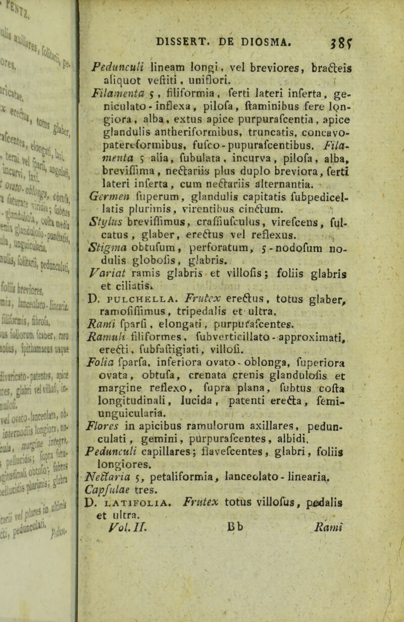 “J ^fes. ’*V8, pe. er^> ’ i w„' , tei,, '«ir:.I,^‘ '>“1*5. Militari oedn fo!iiikrn ®ii, lui( iiuiOnnis, 'ii iuUrj 5j(:5, l?i DISSERT. DE DIOSMA. / Pedunculi lineam lonf^l, vel breviores, bra6leis aliquot veftiti, uniflori. Filamenta s ^ filiformia, ferti lateri inferta, ge- niculato - inflexa , pilofa, flaminibus fere lon- giora, alba, extus apice piirpurafcentia, apice glandulis antheriforcnibus, truncatis, concavo- patereformibus, fufco-pupurafcentibus. Fila- menia s alia, fubulata, incurva, pilofa, alba, breviffima, neftariis plus duplo breviora, ferti lateri inferta, cum neftariis alternantia. Germen fuperum, glandulis capitatis fubpedicel- latis plurimis, virentibus cin6fum. Stylus breviflimus, crafuufculus, virefceiis, ful- catus, glaber, ereftus vel reflexus. obtufum, perforatum, 5-nodofum no- dulis globofis, glabris. Variat ramis glabris et villofis; foliis glabris et ciliatiSk D. PULCHELLA. Frutcx ereftus, totus glaber, ramofiflimus, tripedalis et ultra. Rami fparli, elongati, purpufafcentes. Ramuli filiformes, fubverticillato-approximari, erefti, fubfafligiati, villoli. fparfa, inferiora ovato-oblonga, fuperiora ovata, obtufa, crenata .crenis glandulofis et margine reflexo, fupra plana, fubtus cofla longitudinali, lucida, patenti erefta, femi- unguicularia. Flores in apicibus ramulorum axillares, pedun- culari, gemini, pUrpurafeentes, albidi. Pedunculi capillares; flavefcentes, glabri, foliis longiores. Neitaria 5, petaliformia, lanceolato-linearia, Capfulae tres. D. LATIFOLIA. Frutex totus villofus, pedalis et ultra. Vol.lL Bb Rami