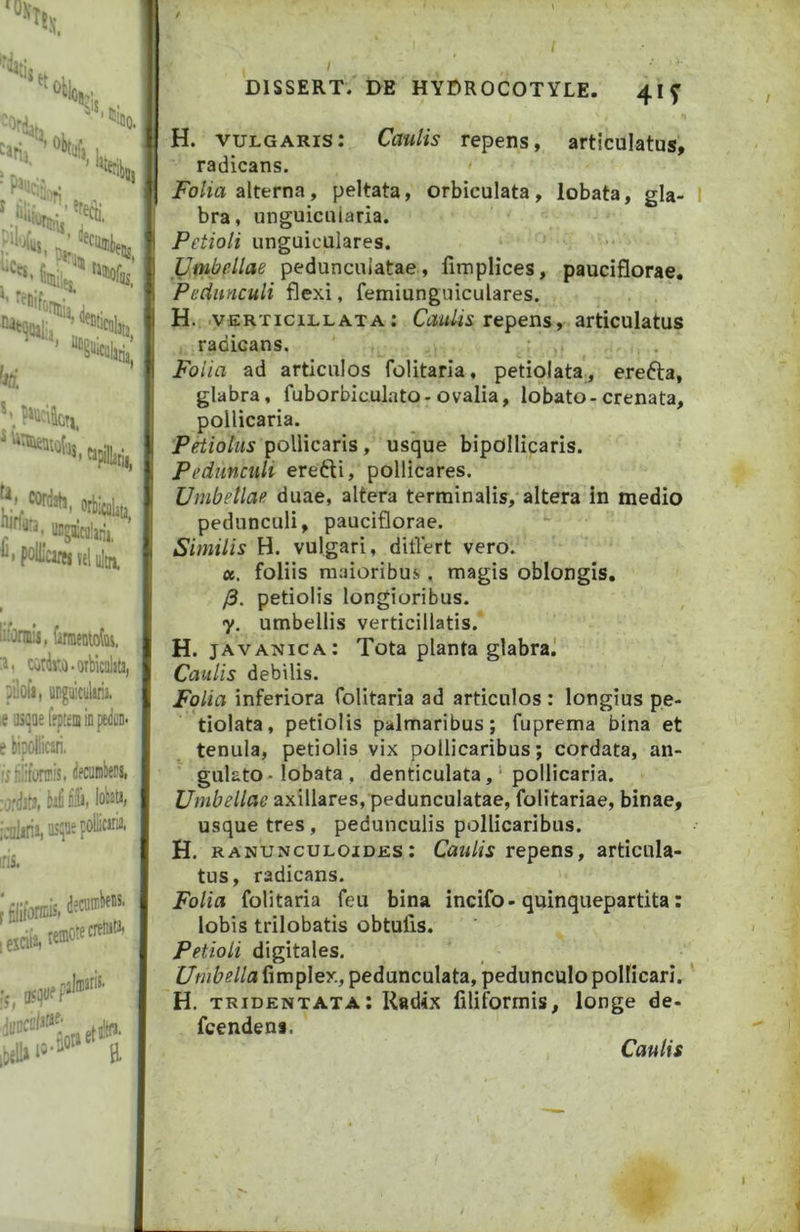 ““IW; ia, t*tir' “K k, ^ioo. fe cordsh, orbii M^aitaunj, poUicirej «1 iilta !-orais, fimentofcs. 3, cotko-orbidjta, pilofi, ungaiciikia. ,e JSijQeffptEDiinpeduj* e hipollicjri, 'j' lilifOTIS. lifCiMlbSt !.';i. ijjcunibfiis. Is, DISSERT. DE HYDROCOTYLE. 4If H. vulgaris: Caulis repens, articulatus, radicans. Folia alterna, peltata, orbiculata, lobata, gla- bra, unguicuiaria. Petioli unguiculares. Umbellae peduncuiatae, fimplices, pauciflorae. Pedunculi flexi, femiunguiculares. H. VERTiciLLATA: Tcpens, articulatus , radicans. Foiia ad articulos folitaria, petiolata, erefta, glabra, fuborbiculato-ovalia, lobato-crenata, pollicaria. Petiolus pollicaris , usque bipollicaris. Pedunculi erefti, pollicares. Umbellae duae, altera terminalis, altera in medio pedunculi, pauciflorae. Similis H. vulgari, differt vero. a. foliis maioribus. magis oblongis, /3. petiolis longioribus. y. umbellis verticillatis.' H. javanica: Tota planta glabra.' Caulis debilis. Folia inferiora folitaria ad articulos : longius pe- tiolata, petiolis palmaribus; fuprema bina et tenuia, petiolis vix pollicaribus; cordata, an- gulato • lobata , denticulata, ‘ pollicaria. Umbellae axillares, peduncuiatae, folitariae, binae, usque tres, pedunculis pollicaribus. H. RANUNcuLOiDES: CauHs repens, articula- tus, radicans. Folia folitaria feu bina incifo-quinquepartita: lobis trilobatis obtufis. Petioli digitales. Umbella fimplex, pedunculata, pedunculo pollicari. H. tridentata; Radix filiformis, longe de- fcendens. Caulis