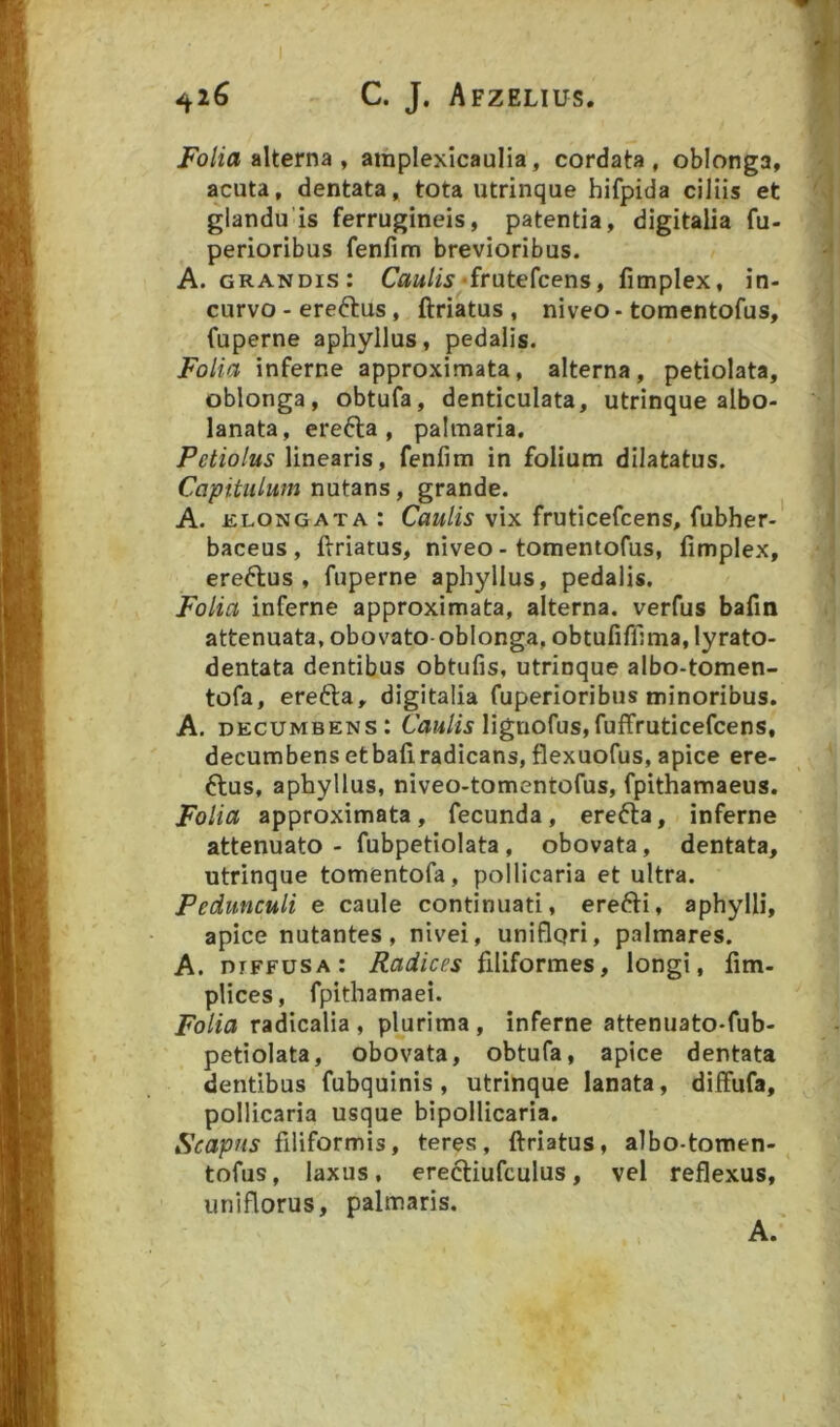 Folia alterna, amplexicaulia, cordata, oblonga, acuta, dentata, tota utrinque hifpida ciliis et glandu is ferrugineis, patentia, digitalia fu- perioribus fenfim brevioribus. A. grandis: <frutefcens, fimplex, in- curvo - ereftus, ftriatus, niveo-tomentofus, fuperne aphyllus, pedalis. Folia inferne approximata, alterna, petiolata, oblonga, obtufa, denticulata, utrinque albo- lanata, erefta , palmaria. Petiolus linearis, fenfirn in folium dilatatus. Capitulum nutans, grande. A. RLONGATA I CauUs vix fruticefcens, fubher- baceus , tlriatus, niveo - tomentofus, fimplex, ereftus , fuperne aphyllus, pedalis. Folia inferne approximata, alterna, verfus bafin attenuata, obovato-oblonga, obtufiffima,lyrato- dentata dentibus obtufis, utrinque albo-tomen- tofa, erecta, digitalia fuperioribus minoribus. A. decumbens: lignofus,fuffruticefcens, decumbens et bafi radicans, flexuofus, apice ere- ftus, aphyllus, niveo-tomentofus, fpithamaeus. Folia approximata, fecunda, erefta, inferne attenuato - fubpetiolata, obovata, dentata, utrinque tomentofa, pollicaria et ultra. Pedunculi e caule continuati, erefti, aphylli, apice nutantes, nivei, uniflpri, palmares. A. diffusa: Radices filiformes, longi, fim- plices, fpithamaei. Folia radicalia , plurima , inferne attenuato-fub- petiolata, obovata, obtufa, apice dentata dentibus fubquinis , utrinque lanata, difFufa, pollicaria usque bipollicaria. Scapus filiformis, teres, iiriatus, albo-tomen- tofus, laxus, erecliufculus, vel reflexus, uniflorus, palmaris.