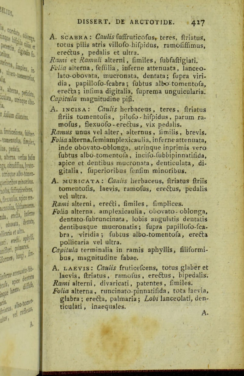 / • toffientofiij, fiffiplfjj ilw, ptdilij. i, literna. verfat Mb :gi.obtBi5inii,lyfJto* j:^%,linkirefei!5, i,§exttofas,»?!«««• Ddi, erefta, inferae oboMta. lilicaria ftuto- erfbb. ep)'’’ jat! i;iJi30fii ifonErt» iri‘- ,11,0-to^f'^ 1 refleJ'- A. f ,v i: l'l DISSERT. DE ARCTOTIDE. 427 A. scabra; CVi«/ufulfriiticofus, teres, llriatus, totus pilis atris villofo-hifpidus, ramoliffimus, ereftus, pedalis et ultra. Rcimi et Ramuli alterni, limiles, fubfaftigiati, Folia aiterna, feffilia, inferne attenuata, lanceo- lato-obovata, mucronata, dentata; fupra viri- dia, papillofo-fcabra; fubtus albo tomentofa, eretca; infima digitalia, fuprema unguicularia. Capitula magnitudine pifi. A. incisa: herbaceus, teres, flriatus ftriis tomentofis, pilofo - hifpidus, parum ra- mofus, flexuofo - eredlus, vix pedalis. Ramus unus vel alter, alternus, limilis, brevis. Folia alterna,femiamplexicauiia, inferne attenuata, inde obovato-oblonga, utrinque inprimis vero fubtus albo-tomentofa, incifo-fubbipinnatifida, apice et dentibus mucronata, denticulata, di- gitalia , fuperioribus fenlim minoribus. A. muricata: Caulis herbaceus, flriatus flriis tomentofis, laevis, ramofus, ereftus, pedalis vel ultra. jRiimi alterni, erefti, fimiles, fimplices. i^o/fu alterna, amplexicaulia, obovato-oblonga, dentato-fubruncinata, lobis angulatis dentatis dentibusque mucronatis; fupra papillofo-fca- bra, viridia; fubtus albo-tomentofa, erefta pollicaria vel ultra. Capitula terminalia in ramis aphyllis, filiformi- bus, magnitudine fabae. A. laevis: fruticefcens, totus glaber et laevis, flriatus, ramulus, ereftus, bipedalis. jRawi alterni, divaricati, patentes, fimiles. /b//a alterna, runcinato-pinnatifida, tota laevia, glabra ; erefta, palmaria; Lobi lanceolati, den- ticulati , inaequales. A*