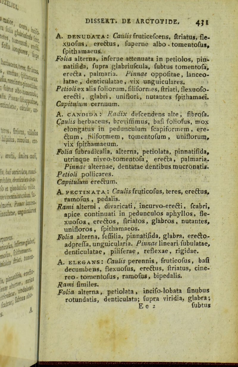 '5Uiof , f3 f . * 0?»| . ‘'Jiia '«cifa retet ■ e5 “^‘^Ctus h &ep( ,ii, ;?5» ftrisnis, rilofui --Diciis, rtaofus, ere- , eredi, tailesoafi, 'ij, tifunncokiirMi- rAihlihmliU^tB- ib et gbfliilQiij aewtewiitueiiiiJi iflDshne.®? i rifillS iiji»''''' A. DISSERT. DE ARCTOTIDE,  4JI A. denudata: fruticefcens, ftriatus, fle- xuofiis,. ere6i:us, faperne albo - tomentofus, fpithamaeus. • Folia alterna, inferae attenuata in petiolos, pin* . natifida, fupra glabriufcula, fubtus tomentofa, erefta , palmaria. Pinnae oppolitae, lanceo* latae , denticulatae, vix unguiculares. Petioli ex alis foliorum, filiformes, ftriati, fiexuofo- erefti, glabri, uniflorl, nutantes fpithamaei. Capitulum cernuum. A. candida: Radix defcendens alte, fibrofa. Caulis herbaceus, brevifllmus, bafi foliofus, mox elongatus in pedunculum fcapiformem, ere- ftum , filiformem , tomentofum , uniflorutij, vix fpithamaeum. Folia fubradicalia, alterna, petiolata, pinnatifida, utrinq^ue niyeo-tomentofa, erecta, palmaria. Pinnae alternae, dentatae dentibus mucronatis. Petioli pollicares. Capitulum ereftum. A. pectinata: frpticofas, teres, ereftus, tfamofiis , pedalis. alterni , divaricati, incurvo-erefti, fcabri, apice continuati in pedunculos aph.yllos, fle- xuofos^ ere6tos, ftriatos, glabros, nutantes, unifloros, fpithamaeos. Folia alterna, feffilia, pinnatijGda, glabra, erefto- adprefla, unguicularia. lineari-fubulatae, denticulatae, piliferae, reflexae, rigidae. A. elegans: perennis, fruticofus, bafi decumbens, flexuofus, ereftus, ftriatus, cine- reo-tomentofus, ramofus, bipedalis. Rami fimiles. Folia alterna, petiolata, incifo-lobata finubus rotundatis, denticulata; fupra viridia, glabra E e 2 fubtus «4*