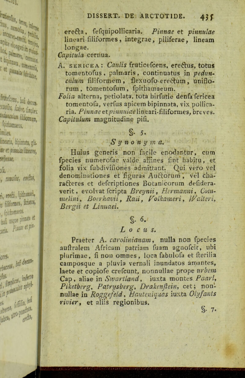 , ere6la, ferquipollicaria. Pinnae et pinnulae lineari liliformes, integrae, piliferae, lineam longae. Capitula cernua. A. sericea: Caulis fruticefcens, ereftus, totus tomentofus, palmaris, continuatus in pedun^ filiformem , flexuofo ereirtum, uniflo- rum, tomentofum, fpithainaeum. Folia alterna, petiolata, tota hirfutie denfafericea tomentola, verfus apicem bipinnata, vix pollica- ria. Pinnae lineari-filiformes, breves. Capitulum magnitudine pifi. - - §• 5.. S y n 0 n y m a. - Huius generis non facile enodantur, cum fpecies numerofae valde affines llnt habitu, et folia vix fubdivifiones .admittant. Qui vero vel denominationes et figuras Auftorum i vel cha- rafteres et deferiptiones Botanicorum defidera- verit, evolvat feripta Breijnii, Hermanni, Coni- melini, Boerhavii, Raii, Polkameri, IValteri, Bergii et Linuaei. % 6. Locus. Praeter A. carolinianam, nulla non fpecies auftralem Africam patriam fuam agnofeit, ubi plurimae, fi non omnes, loca fabulofa et fteriiia camposque a pluvia vern.ali inundatos amantes, laete et copiofe crefeunt, nonnullae prope urbem Cap, aliae in Swartland, iuxta montes Paarl, Piketberg, Patrifsberg, Drakenjlein, cet; non- nullae in Roggefeld. Hanteniquas iuxta Olyfants rivievt et aliis regionibus.