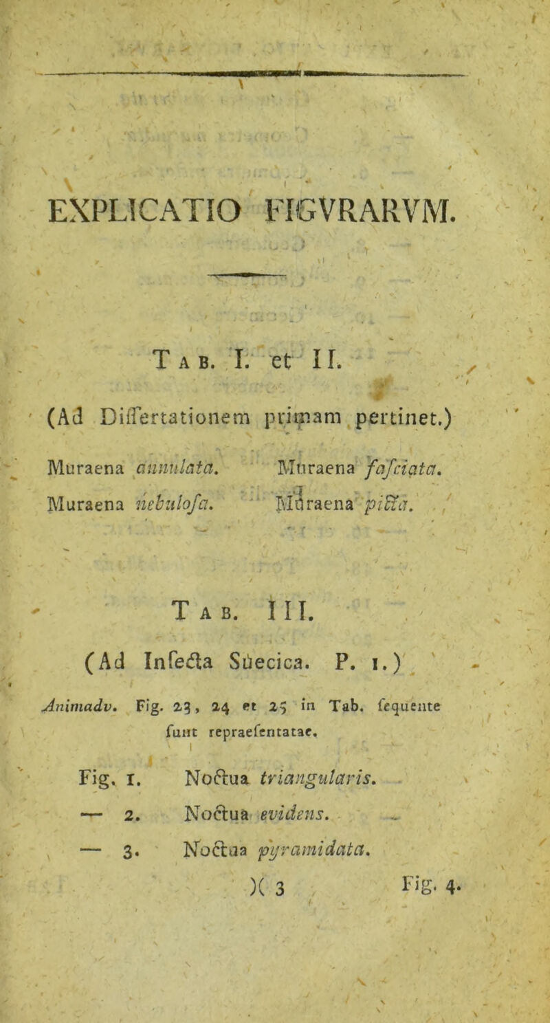 ViV l l -o < EXPLICATIO FIGVRARVM. . J T A B. V: et IL ' (Ad DiiTertationem primam,pertinet.) Muraena annulata. Mtiraena fafciata. Muraena liehiilofa. ' '* Ivi^raenapf^?i7, . / f ■ ' Tab. iit. • (Ad Infedla Siiecica. P. i.)'^ Animadv. Fig. 2-3, 24 ft 23 in Tab. fequente fuat repraefentatae. ' I Fig. I. Noftua triangularis. — 2. Noclua evidens. — 3. Koctaa pyramidata.