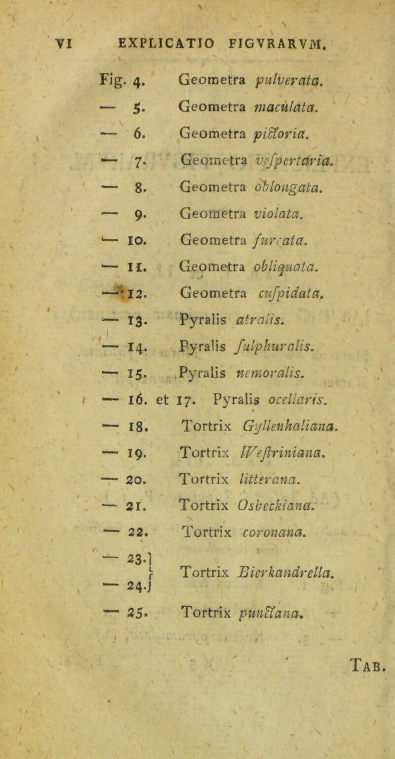 Fig. 4. Geometra pulverata. — 5. Geometra maculata. — 6. Geometra pictoria. — 7. Geometra vpfpertaria. — 8. Geometra oblongata. — 9. \ Geometra violata. *— IO. Geometra furrata. — n. Geometra obliquata. -^12. Geometra cufpidata. ■“ 13. 'Pyralis atraiis. — 14. ' Pyralis fulphuralis. — 15* .Pyralis nemoralis. — l6. et 17. Pyralis 0cellaris. — 18. Tortrix Gyllenhaliana. — 19. Tortrix IFefiriniana. T- 20. — 21. Tortrix litteraria. Tortrix Osbeckiana. — 22. $\ — 23.1 Tortrix coronana. r Tortrix Bicrkandrella. — 24.J — 35. Tortrix pun^ana.