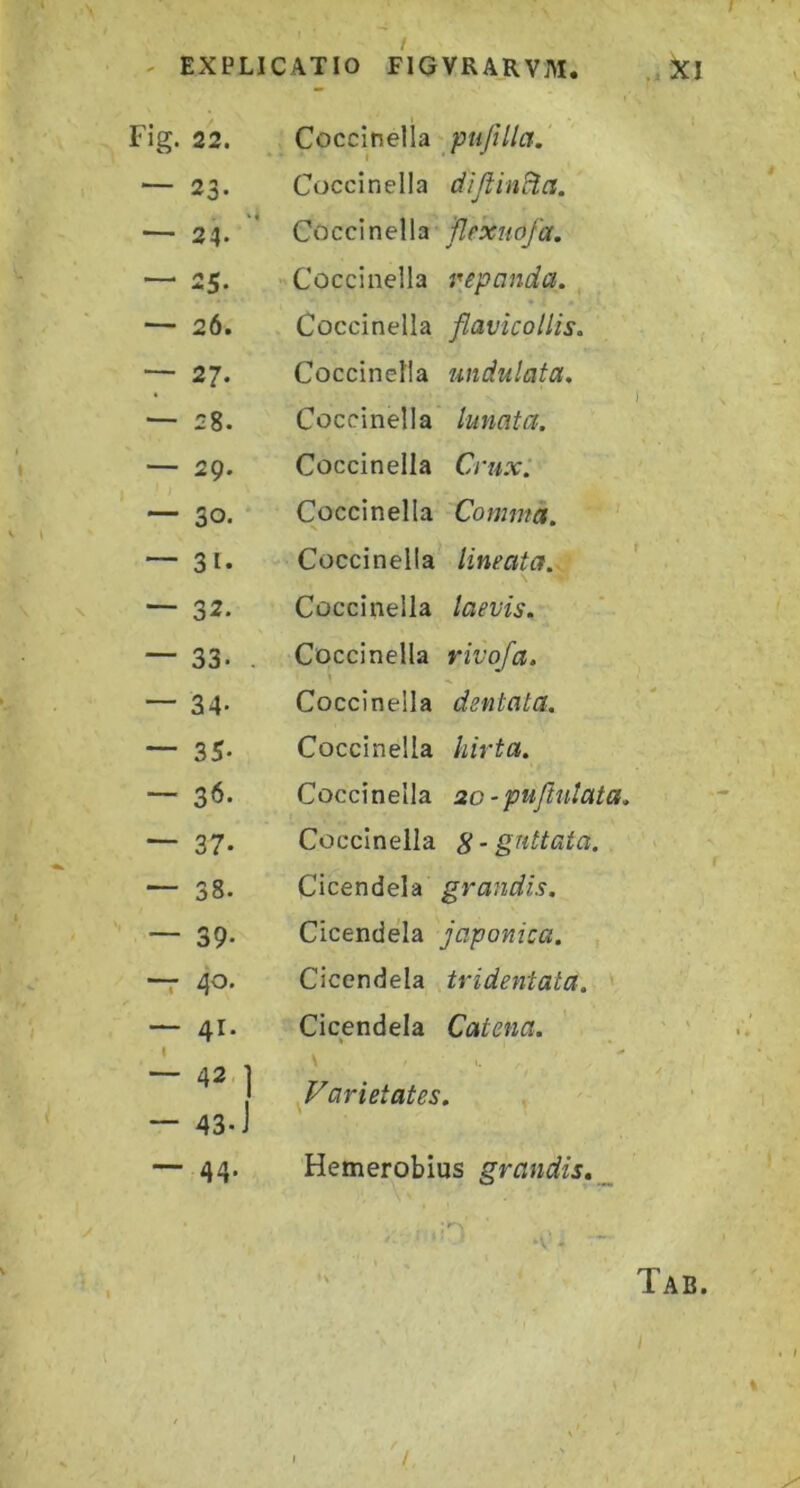 - EXPLICATIO FIGVRARVM. XI Fig. 22. Coccinella pufilla.' — 23. Coccinella dijiin^a. — 24. ‘ Coccinella flexuofa. — 25. Coccinella repanda. — 26. Coccinella flavicollis. — 27. Coccinella undulata. •— 28. Coccinella lunata. — 29. Coccinella Cruxl — 30. Coccinella Comma. — 31. Coccinella lineata. — 32. Coccinella laevis. 33. . Coccinella rivofa. — 34- Coccinella dentata. — 35- Coccinella hirta. — 36. Coccinella 20 -puftulata. — 37. Coccinella g-guttata. — 38. C i ce n dei a gr aridis. — 39* Cicendela japonica. ~r 40. Cicendela tridentata. * — 41. Cicendela Catena. — 42 ] — 43-J \ I. . Varietates. , — 44. Hemerobius grandis, _ Tab. /