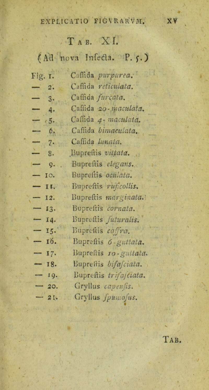 \ T A B. X r. (AH tiova Infeda. P. f.) Fig. I. Caffida purpurea,'' — 2‘. Cafllda reticulata. 3* . Cafiida furcata. ' — 4* Cafllda 2'0-ipaculata, — * 5- Caflida 4-^ maculata. — 6, Cafiida bimaculata. , — 7- Caffida lunata. — 8. Bupreftis vltpata. — 9- . Bupreftis elegans. — IO. Bupreltis oculata. — II. Bupreftis ruficollis. — 12. Bupreftis marginata.] — 13- Bupreftis comata. — 14. Bupreftis futuralis.' — I5-’ Bupreftis cajjra. • SO 1 Bupreftis 6-guttata. — ir- liupreftis jo-guttata. — 18. Bupreftis bifafciata. , — 19. Bupreftis tr/fafciata. — 20. Gryllus capenfis. — 21. Gryllus fpuuiofus.