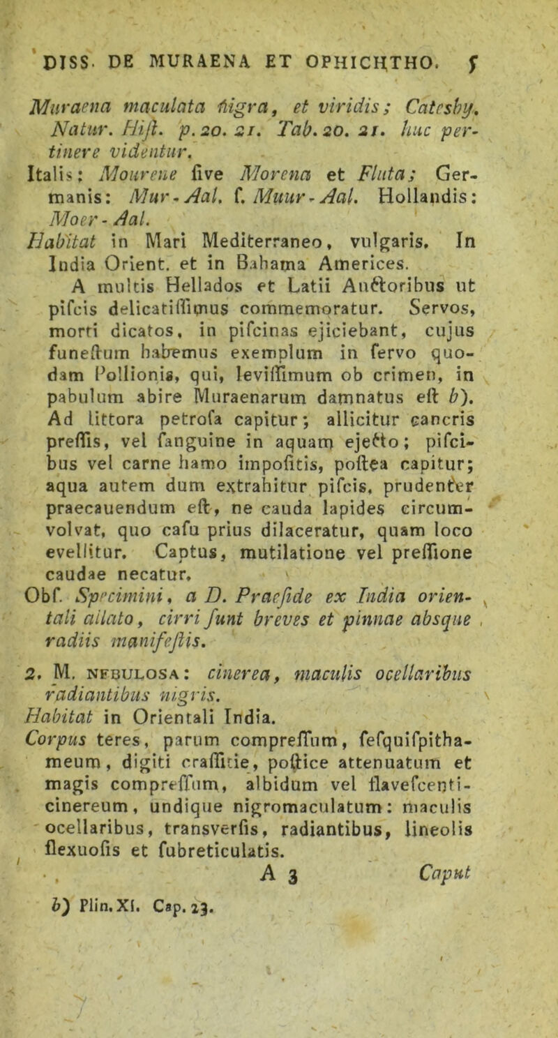 Muraena maculata Higra, et viridis; Catcshy. Natur. FJijl. p.ao.zi. Tah.so.ai. huc per- tinere videntur. Italis: Mourene five Morena et Fluta; Ger- manis: Mur-Aal. {.Muur-Aal. Hollandis: Moer- Aal. Habitat in Mari Mediterraneo, vulgaris. In India Orient. et in Bahama Americes. A multis Hellados et Latii Auftoribus ut pifcis delicatiffitnus commemoratur. Servos, morti dicatos, in pifcinas ejiciebant, cujus funefVum habemus exemplum in fervo quo- dam i^ollionig, qui, levilllmum ob crimen, in pabulum abire Muraenarum damnatus eil b). Ad littora petrofa capitur; allicitur cancris preflis, vel fanguine in aquam ejecto; pifci- bus vel carne hamo impolitis, poftea capitur; aqua autem dum extrahitur pifcis, prudenfer praecanendum eft, ne cauda lapides circum- volvat, quo cafu prius dilaceratur, quam loco evellitur. Captus, mutilatione vel prelTione caudae necatur. Obf. Specimini, a D. Praefide ex India orien- tali ailato, cirri funt breves et pinnae absque radiis manifejlis. 2. M. nfbulosa: cinerea, maculis ocellarihiis radiantibus nigris. Habitat in Orientali India. Corpus teres, parum comprelTum, fefquifpitha- meum, digiti cralTitie , poftice attenuatum et magis compreffum, albidum vel flavefcenti- cinereum, undique nigromaculatum: maculis ocellaribus, transverlis, radiantibus, lineolis fiexuofis et fubreticulatis. A 3 Caput b) Piin.XI. Cap. 23.