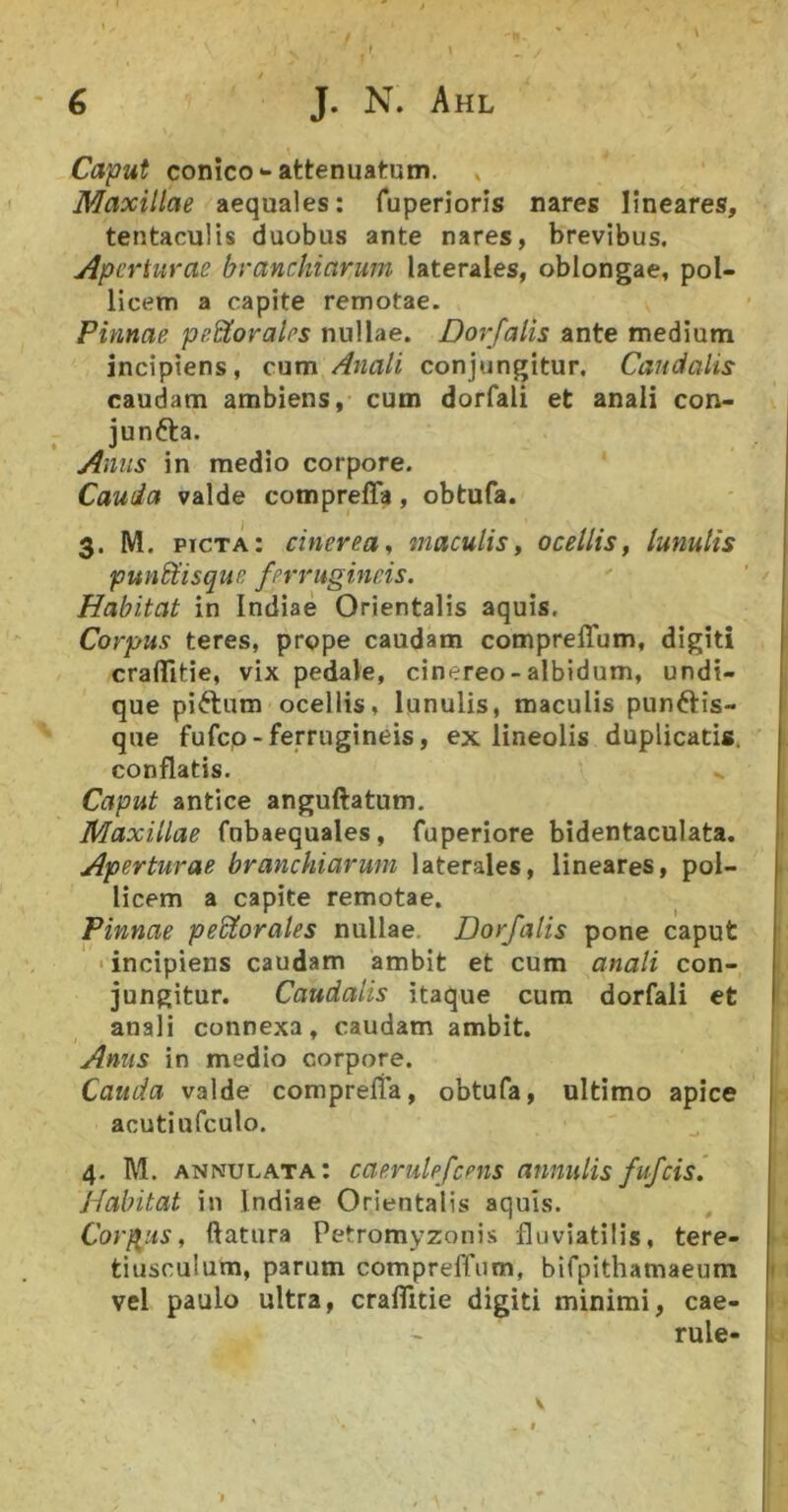 , f ' Caput conico-attenuatum. Maxillae aequales: Tuperions nares lineares, tentaculis duobus ante nares, brevibus. Aperturae branchiarum laterales, oblongae, pol- licem a capite remotae. Pinnae perorales nullae. Dorfalis ante medium incipiens, cum Anali conjungitur. Caudalis caudam ambiens, cum dorfali et anali con- junfta. Anus in medio corpore. Cauda valde compreffa, obtufa. 3. M. picta: cinerea^ maculisy ocellisy lunulis punEiisque ferrugineis. Habitat in Indiae Orientalis aquis. Corpus teres, prope caudam comprelTum, digiti craflltie, vix pedale, cinereo-albidum, undi- que piftum ocellis, lunulis, maculis punftis- que fufep-ferrugineis, ex lineolis duplicatis, conflatis. v Caput antice anguftatum. Maxillae fnbaequales, fuperiore bidentaculata. Aperturae branchiarum laterales, lineares, pol- licem a capite remotae. Pinnae peEtorales nullae. Dorfalis pone caput ' incipiens caudam ambit et cum anali con- jungitur. Caudalis itaque cum dorfali et anali connexa, caudam ambit. Anus in medio corpore. Cauda valde comprelta, obtufa, ultimo apice acutiufculo. 4. M. annulata: caerulefcens annulis fufeis. Habitat in Indiae Orientalis aquis. Cordus, ftatura Petromyzonis fluviatilis, tere- tiusculum, parum compreffum, bifpithamaeum vel paulo ultra, craflltie digiti minimi, cae- rule-