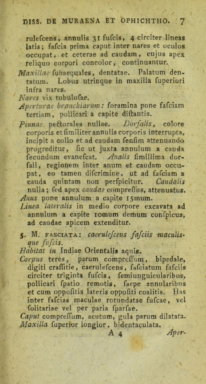 rulefcens, annuHs 31 fufcis, 4 circiter lineas latis; fafcia prima caput inter nares et oculos occupat, et ceterae ad caudam, cujus apex reliquo corpori concolor, continuantur. Maxillae fubaequales, dentatae. Palatum den- tatum. Lobus utrinque in maxilla fuperiori infra nares. Nares vix tubulofae. Aperturae branchiarum: foramina pone fafciam terdam, pollicari a capite diftantia. Pinnae peftorales nullae. Dorfalis, colore corporis etfimiliterannulis corporis interrupta, incipit a collo et ad caudam fenfim attenuando progreditur, fic ut juxta annulum a cauda fecundum evanefcat. Analis fimillima dor- fali, regionem inter anum et caudam occu- pat, eo tamen difcrimine, ut ad fafciam a cauda quintam non perfpicitur. Caudalis nulla; fed apex caudae comprellus, attenuatus. Anus pone annulum a capite I5mum. Linea lateralis in medio corpore excavata ad annulum a capite lomum demum confpicua, ad caudae apicem extenditur. 5. M. fasciata: caerule/cens fajciis maculis- que fufcis. Habitat in Indiae Orientalis aquis. Corpus teres, parum comprefium, bipedale, digiti crafTitie, caerulefcens, fafciatum fafciis circiter triginta fufcis, femiunguicularibus, pollicari fpatio remotis, faepe annularibus et cum oppofitis lateris oppofiti coalitis. Has inter fafcias maculae rotundatae fufcae, vel folitariae vel per paria fparfae. Caput comprelTum, acutum, gula parum dilatata. Maxilla fuperior longior, bidentaqulata. A 4 Aper- l