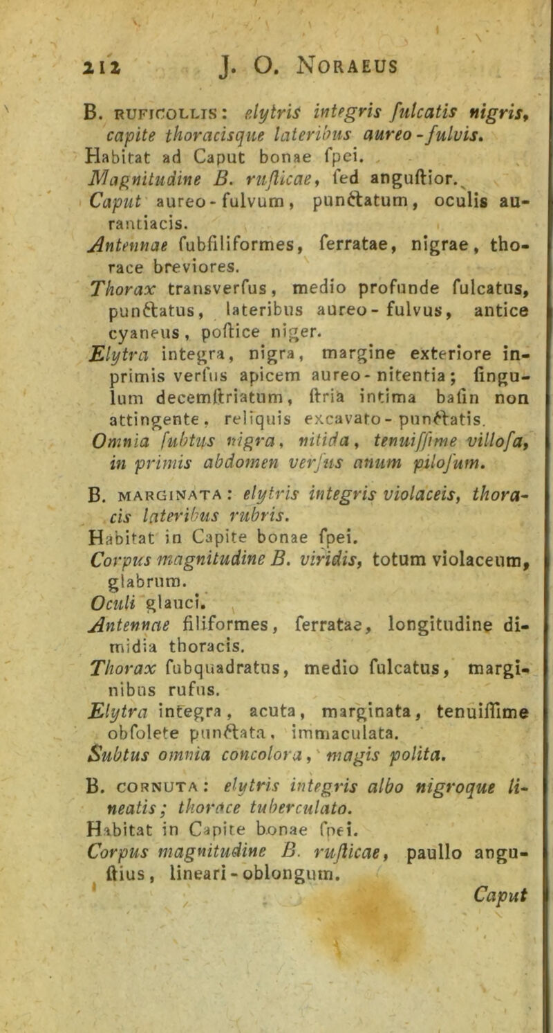 212 J. O. NORAEUS B. RUFicoLLis: p.lytrU integris futcatis ftigriSf capite thoracisqiie lateribus aureo - fulvis. Habitat ad Caput bonae fpei. , Magnitudine B. rujlicae, fed anguftior.^ Caput aureo-fulvum, punftatum, oculis au- raiuiacis. Antennae fubfiliformes, ferratae, nigrae, tho- race breviores. Thorax transverfus, medio profunde fulcatus, pun6latus, lateribus aureo - fulvus, antice cyaneus, poftice niger. Elytra integra, nigra, margine exteriore in- primis verfus apicem aureo-nitentia ; fingu- lum decemftriatum, ftria intima bafin non attingente, reliquis excavato-pun^d^atis. Omnia fubtif,s nigra, nitida, tenuiffime villofa, in primis abdomen verfus anum pilofum. B. marginata; etytris integris violaceis, thora- cis lateribus rubris. Habitat in Capite bonae fpei. Corpus magnitudine B. viridis, totum violaceum, glabrum. Oculi glauci. Antennae filiformes, ferratae, longitudine di- midia thoracis. Thorax fubquadratus, medio fulcatus, margi- nibus rufus. Elytra in^egrn, acuta, marginata, tenuilTime obfolete punftat.a, immaculata. Subtus omnia concolor a,' magis polita. B. CORNUTA; etytris integris albo nigroque li- neatis; thorace tuberculato. Habitat in Capite bonae fpei. Corpus magnitudine B. rujlicae, paullo angu- ftius, lineari - oblongum. Caput /