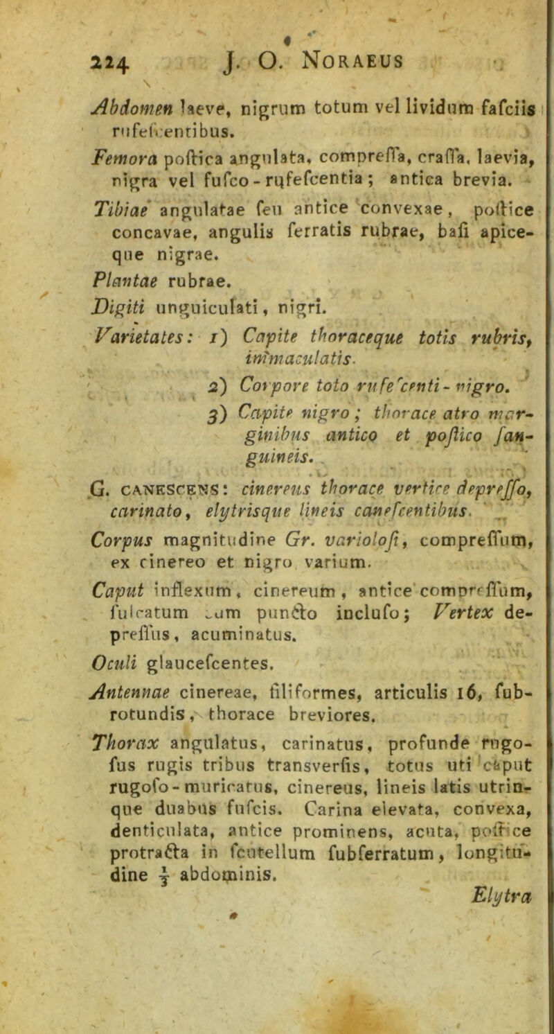 Abdomen laeve, nigrum totum vel lividum fafciis nifeli:entibus. Femora poftica angulata, comprefla, crafla, laevia, nigra vel fufco - rqfefcentia ; antica brevia. Tibiae* angulatae feii antice Vonvexae , pollice concavae, angulis ferratis rubrae, bafi apice- qiie nigrae. Plantae rubrae. Digiti unguiculati, nigri. Varietates: j) Capite thoraceque totis rubrist infmaculatis- ^ 2) Corpore toto riife'^centi-nigro. 5) Capite nigro; thorace atro niar~ gittibus antico et pojlico fan~ guineis., . ^ ;■ ; ,G. CANESCENS: cinereus thorace vertice deprejfof carinato ^ elytrisque lineis canefcentibus. ‘ Corpus magnitudine Gr. varioloji, compreffum, ex cinereo et nigro varium. v Caput inflexum, cinereum, antice'compreHum, fuiratum ^um puntlo inclufo; Vertex de- prellus, acuminatus. Oculi glaucefcentes. Antennae cinereae, filiformes, articulis 16, fub- rotundis, thorace breviores. * Thorax angulatus, carinatus, profunde rngo- fus rugis tribus transverfis, totus uti *caput rugofo-muricatus, cinereus, lineis latis utria- que duabus fnfcis. Carina elevata, convexa, denticulata, antice prominens, acuta, pollice protracta in fcutellum fubferratum, longitu- ' dine j abdopainis. Elytra