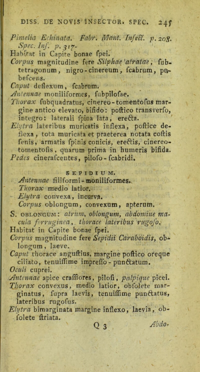 Pimelia Echinata. Fabr. Mant. Infe^. p.2oS. Sppc.ln/. Habifac in Capife bonae fpei. Corpus magnitudine hre Silphae^atratae, fub- tetragonum, nigro-cinereum, fcabrum, pa- befcens. Caput deflexum, fcabrum. j^ntennae moniliformes, fubpilofae. Thorax fubquadratus, cinereo-tomentofus mar- gine antico elevato, bifido; poftico transverfo, integro: laterali fpina lata, erefta. ' Elytra lateribus muricatis inflexa, poftice de- flexa , tota muricata et praeterea notata coftis fenis, armatis fpinis conicis, ereftis, cinereo- tomentofis, quarum prima in humeris bifida. Pedes dnerafeentes, pilofo - fcabridi, SEPIDIUM. yJntennae filiformi - moniliformes. Thorax medio latior. Elytra convexa, incurva. Corpus oblongum, convexum, apternm. S. oblongum: atrum, oblongum, abdomine ma- cula ferruginea, thorace lateribus rugofo.' Habitat in Capite bonae fpei. magnitudine fere Sepidii Caraboidis, ob- longum , laeve. ' Caput thorace anguftius, margine poftico oreque ciliato, tenuiflime impreffb - punftatum. Oculi cuprei. Antennae apice craffiores, pilofi, palpique picei. Thorax convexus, medio latior, obfolete mar- ginatus, fupra laevis, tenuiflime punftatus, lateribus rugofus. Elytra bimarginata margine inflexo, laevia, ob- folete ftriata. Q ^ Abdo-