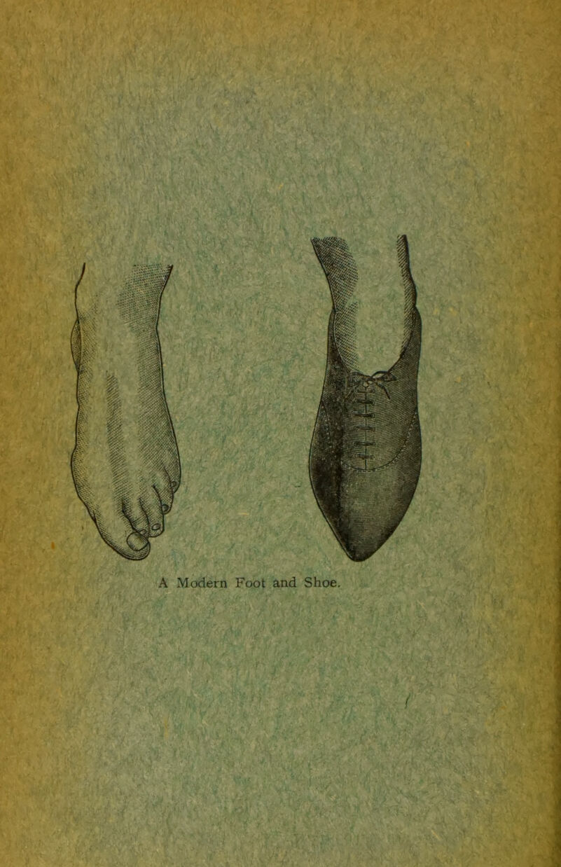 A Modern Foot and Shoe.