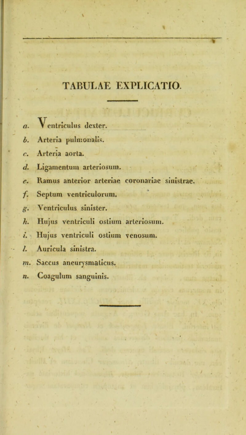 TABULAE EXPLICATIO. / a. Ventriculus dexter. b. Arteria pulmonalis. c. Arteria aorta. ' d. Ligamentum arteriosum. e. Ramus anterior arteriae coronariae sinistrae. f. Septum ventriculorum. g. Ventriculus sinister. h. Hujus ventriculi ostium arteriosum. /. Hujus ventriculi ostium venosum. /. Auricula sinistra. m. Saccu3 aneurysmaticus. n. Coagulum sanguinis. \ \ * b * ' t ■ ■■ \ -