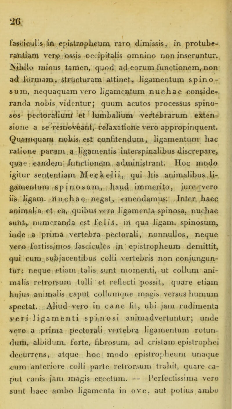 fa$oicuI;s.jii^ epi^lropUeum raro, dimissis, in protube- raritian» ver^ -ossjs occipitalis omnino rxon inseruntur., Nibilo minus tamen, quod; ad.eorum functionem, non ad' idmiam,-$tructuram attinet, ligamentum spino- sum, nequaquam vero ligamentum nuchae concide-, randa nobis videntur; quum acutos processus spino- sos pectoralium et lumbalium vertebrarum exten- sione a se-removoant, relaxatione vero appropinquent. Quamquam nobis, est confitendum, ligamentum liac ratione parum..ligamentis interspinalibus discrepare, quae r eandemi futictionqm, administrant. Hoc modo igitur sententiam MeckeHi, qui his animalibus.,ii- gamenlum ;6p in osum, liaud immerito, jure- vero ii's'Jigam-..iiu.chao negat, emendamus’.' Inter, haec animafiaj et jea, quibus vera ligamenta spinosa, nuchae sunt, numeranda est feliS, iri qua ligam. spinosum, inde .a prima vertebra pectorali, nonnullos, neque vero (fortissimos fasciculos in epistropheum demittit, qui cum, subjacentibus colli ^ erlebris non conjungun- tur; neque etiam talis sunt momenti, ut collum ani- malis rotrprsum tolli et reflecti possit, quare etiam hujus animalis caput colluirique magis versus humum spectat. Aliud vero in cane fit, ubi jam rudimenta veri ligamenti spiinosl animadvertuntur; unde vero a .prima pectorali vorlebra ligamentum rotun- dum, albidum, forte, fibrosum, ad cristam epistrophei decurrens, atque hoc modo episiropheum unaque cum anteriore colli parte ictrorsum traliil, quare ca- put canis jam magis erectum. — Perfectissima vero sunt liacc ambo ligamenta in ove, aut potius ambo
