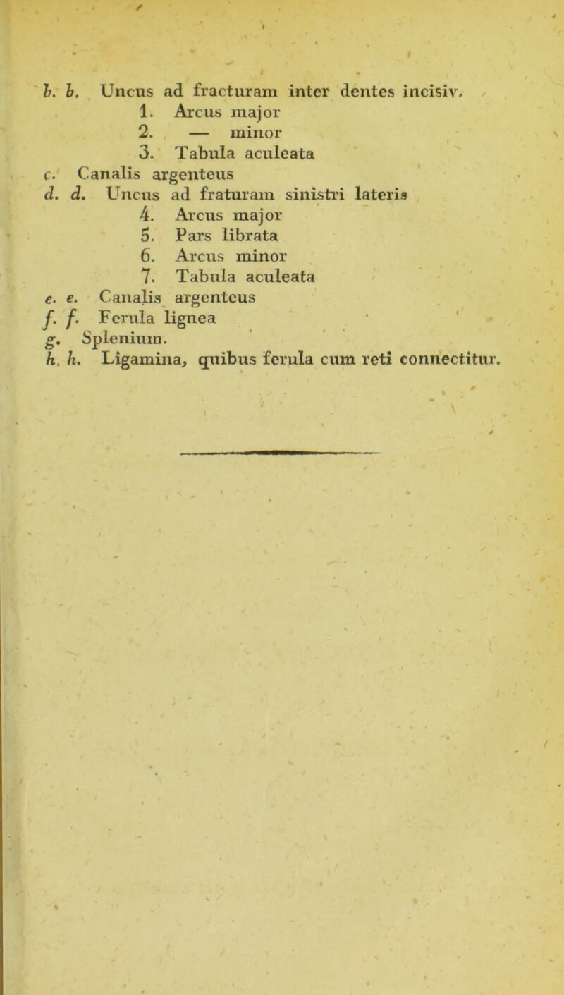 0-r 2. — minor ♦ Canalis argenteus d. Uncus ad fraturam sinistri lateris 4. Arcus major 5. Pars librata 6. Arcus minor 7. Tabula aculeata e. e. Canalis argenteus Ferula lignea ■ ' ^ g-. Splenium, h. h. Ligamina, qtiibus ferula cum reti connectitur.