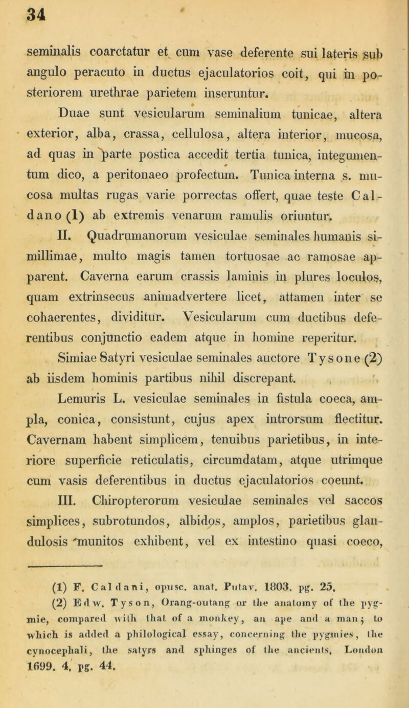 seminalis coarctatur et cum vase deferente sui lateris sub angulo peracuto in ductus ejaculatorios coit, qui in po- steriorem urethrae parietem inseruntur. Duae sunt vesicularum seminalium tunicae, altera exterior, alba, crassa, cellulosa, altera interior, mucosa, ad quas in 'parte postica accedit tertia tunica, integumen- tum dico, a peritonaeo profectum. Tunica interna s. mu- cosa multas rugas varie porrectas offert, quae teste Cal- dano (1) ab extremis venarum ramulis oriuntur. II. Quadrumanorum vesiculae seminales humanis si- millimae, multo magis tamen tortuosae ac ramosae ap- parent. Caverna earum crassis laminis in plures loculos, quam extrinsecus animadvertere licet, attamen inter se cohaerentes, dividitur. Vesicularum cum ductibus defe- rentibus conjunctio eadem atque in homine reperitur. Simiae Satyri vesiculae seminales auctore Ty sone (2) ab iisdem hominis partibus nihil discrepant. Lemuris L. vesiculae seminales in fistula coeca, am- pla, conica, consistunt, cujus apex introrsum flectitur. Cavernam habent simplicem, tenuibus parietibus, in inte- riore superficie reticulatis, circumdatam, atque utrimque cum vasis deferentibus in ductus ejaculatorios coeunt. III. Chiropterorum vesicidae seminales vel saccos simplices, subrotundos, albidos, amplos, parietibus glan- dulosis 'munitos exhibent, vel ex intestino quasi coeco, (1) F. Caldani, ojmsc. anat. Putav. 1803. pg. 25. (2) Edw. Tyson, Orang-outang ox tlu* analomy of Ilie pyg- mie, compareil witli tliat of a monkey, an ape and a man; to ivhich is added a philological essay, concerning tlie pygmies, Ilie cynocephali, Ilie salyxs and spliinges of Ilie ancients, London 1699. 4. pg. 44.