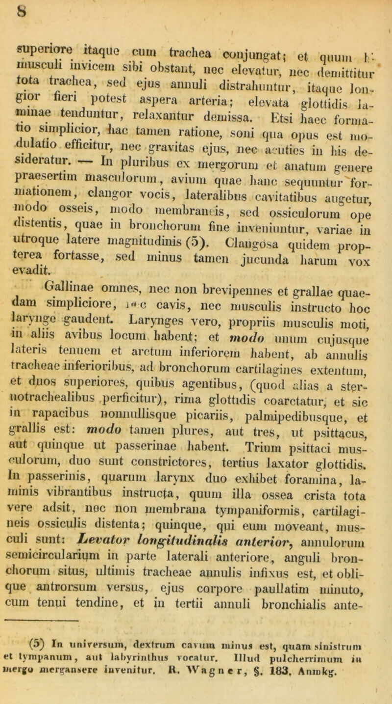 suponore lUqiie cum trachea conjungat; et quum W musculi invicem sibi obstant, nec elevatur, nec «lemittitur tota trachea, sed ejus annuli distrahuntur, itaque lon- gior tieri potest aspera arteria; elevata glottidis la- minae tenduntur, relaxantur demissa. Ktsi haec forma- tio simplicior, liac tamen ratione, soni qua opus est mo- dulatio efficitur, nec gravitas ejus, nec acuties in his de- sideratur. In pluribus ex mergorum et anatum genere praesertim mascuJorum, avium quae hanc sequuntur for- mationem, clangor vocis, lateralibus cavitatibus augetur, modo osseis, modo membraneis, sed ossiculorum ope distentis, quae in broncliorum fine inveniuntur, variae iii utroque latere magnitudinis (5). Clangosa quidem prop- terea fortasse, sed minus tamen jucunda harum vox evadit. Gallinae omnes, nec non brevipennes et grallae quae- dam simpliciore, i^c cavis, nec musculis instructo hoc larynge gaudent. Larynges vero, propriis musculis moti, in aliis avibus locum habent; et modo unum cnjusque latens tenuem et arctum inferiorem habent, ab annulis Traclieae inferioribus, ad bronchorum cartilagines extentum, et duos superiores, quibus agentibus, (quod alias a ster- iiotrachealibus perficitur), rima glottidis coarctatur, et sic in rapacibus nonnullisque picariis, palmipedibusque, et grallis est: modo tamen plures, aut tres, iit psittacus, aut quinque ut passerinae habent. Trium psittaci mus- culorum, duo sunt constrictores, tertius laxator glottidis. In passerinis, quarum larynx duo exhibet foramina, la- minis vibrantibus instructa, quum illa ossea crista tota vere adsit, noc non membrana tympaniformis, cartilagi- neis ossiculis distenta; quinque, qui eum moveant, mus- culi sunt: Levator lonffitudinaUs anterior^ annulorum semicircularium in parte laterali anteriore, anguli bron- chorum situs, ultimis tracheae annulis infixus est, et obli- que antrorsum versus, ejus corpore paulJatim minuto, cum tenui tendine, et in tertii annuli bronchialis ante- (5) In uniVfrsuin, dextrum cavum minus est, quam sinistrum et tympanum, aut labyrinthus voratur. Illud pulcherrimum in mergo mcri^ansere invenitur, R. Wngner, §. 183. Anmkg.