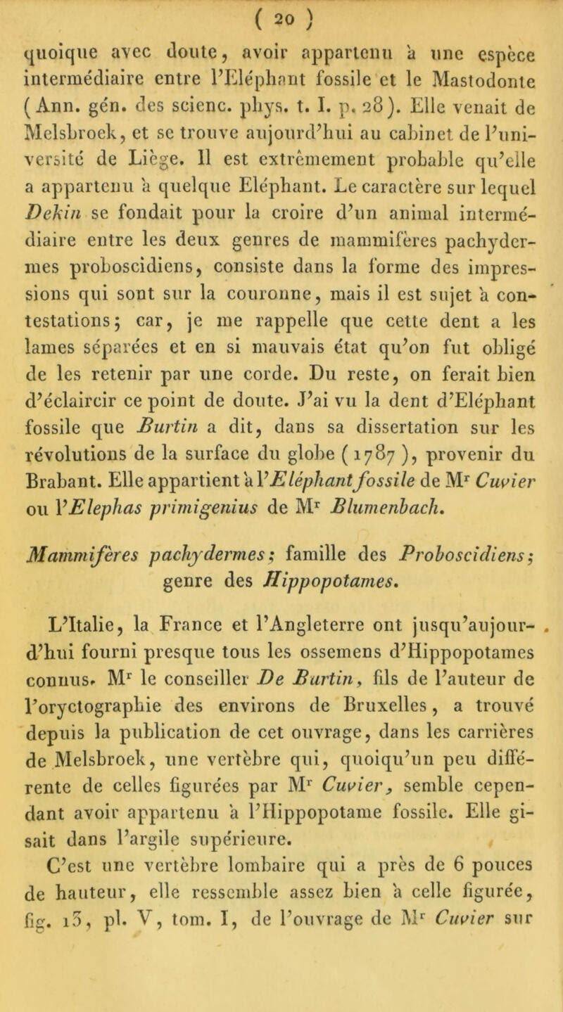 quoique avec doute, avoir appartenu a une espèce intermédiaire entre l’Eléphant fossile et le Mastodonte (Ann. gén. des scienc. phys. t. I. p. 28). Elle venait de Melsbroek, et se trouve aujourd’hui au cabinet de l’uni- versité de Liège. 11 est extrêmement probable qu’elle a appartenu a quelque Eléphant. Le caractère sur lequel Dekin se fondait pour la croire d’un animal intermé- diaire entre les deux genres de mammifères pachyder- mes proboscidiens, consiste dans la forme des impres- sions qui sont sur la couronne, mais il est sujet a con- testations; car, je me rappelle que cette dent a les lames séparées et en si mauvais état qu’on fut obligé de les retenir par une corde. Du reste, on ferait bien d’éclaircir ce point de doute. J’ai vu la dent d’Ele'phant fossile que Burtin a dit, dans sa dissertation sur les révolutions de la surface du globe ( 1787 ), provenir du Brabant. Elle appartient a VEléphantfossile de Mr Cuvier ou YElephas primigenius de Mr Blumenbach. Mammifères pachydermes ; famille des Proboscidiens -, genre des Hippopotames. L’Italie, la France et l’Angleterre ont jusqu’aujour- d’hui fourni presque tous les ossemens d’Iiippopotames connus- Mr le conseiller De Burtin, fils de l’auteur de Eoryctograplîie des environs de Bruxelles, a trouvé depuis la publication de cet ouvrage, dans les carrières de Melsbroek, une vertèbre qui, quoiqu’un peu diffé- rente de celles figurées par Mr Cuvier, semble cepen- dant avoir appartenu a l’Hippopotame fossile. Elle gi- sait dans l’argile supérieure. C’est une vertèbre lombaire qui a près de 6 pouces de hauteur, elle ressemble assez bien a celle figurée, fur. i5, pl. V, tom. I, de l’ouvrage de Mr Cuvier sur