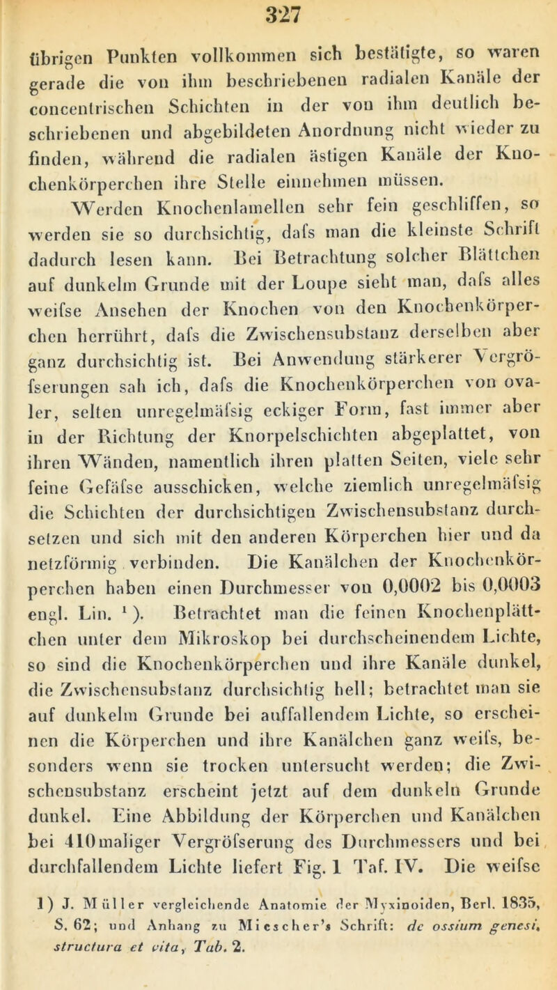 übrigen Punkten vollkommen sich bestätigte, so waren gerade die von ihm beschriebenen radialen Kanäle der concentrischen Schichten in der von ihm deutlich be- schriebenen und abgebildeten Anordnung nicht nieder zu finden, während die radialen ästigen Kanäle der Kno- chenkörperchen ihre Stelle einnehmen müssen. Werden Knochenlamellen sehr fein geschliffen, so werden sie so durchsichtig, dafs man die kleinste Schrift dadurch lesen kann. Bei Betrachtung solcher Blättchen auf dunkeim Grunde mit der Loupe sieht man, dals alles weifse Ansehen der Knochen von den Knochenkörper- chen herrührt, dafs die Zwischensubstanz derselben aber ganz durchsichtig ist. Bei Anwendung stärkerer '\ ergrö- fserungen sah ich, dafs die Knochenkörperchen von ova- ler, selten unregelmäfsig eckiger Form, fast immer aber in der Richtung der Knorpelschichten abgeplattet, von ihren Wänden, namentlich ihren platten Seiten, viele sehr feine Gefäfse ausschicken, welche ziemlich unregelmäfsig die Schichten der durchsichtigen Zwischensubstanz durch- setzen und sich mit den anderen Körperchen hier und da netzförmig verbinden. Die Kanälchen der Knochenkör- perchen haben einen Durchmesser von 0,0002 bis 0,0003 engl. Lin. 1 ). Betrachtet man die feinen Knochenplätt- chen unter dem Mikroskop bei durchscheinendem Lichte, so sind die Knochenkörperchen und ihre Kanäle dunkel, die Zwischensubstanz durchsichtig hell; betrachtet man sie auf dunkeim Grunde bei auffallendem Lichte, so erschei- nen die Körperchen und ihre Kanälchen ganz weits, be- sonders wenn sie trocken untersucht werden; die Zwi- schensubstanz erscheint jetzt auf dem dunkeln Grunde dunkel. Fine Abbildung der Körperchen und Kanälchen bei 410maliger Vergröfserung des Durchmessers und bei durchfallendem Lichte liefert Fig. 1 Taf. IV. Die weifse 1) J. Müller vergleichende Anatomie der Myxinoiden, Berl. 1835, S. 62 ; und Anhang r.u Micscher’* Schrift: de ossium genest, structura et vita i Tab, 2.