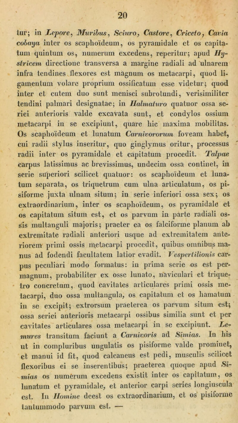 tur; in Lepore, Murtinis, Sciuro, Castore, Criceto, Caria colaya inter os scaphoideum, os pyramidale ct os capita- tum quinlum os, numerum excedens, reperitur; apud Hy- stricem directione transversa a margine radiali ad ulnarem infra tendines flexores est magnum os metacarpi, quod li- gamentum volare proprium ossificatum esse videtur; quod inter et cutem duo sunt menisci subrotundi, verisimiliter tendini palmari designatae; in Halmaturo quatuor ossa se- riei anterioris valde excavata sunt, et condylos ossium metacarpi in se excipiunt, quare hic maxima mobilitas. Os scaphoideum et lunatum Carnivororum foveam habet, cui radii stylus inseritur, quo ginglymus oritur, processus radii inter os pyramidale et capitatum procedit. Talpae carpus latissimus ac brevissimus, undecim ossa continet, in serie superiori scilicet quatuor: os scaphoideum et luna- tum separata, os triquetrum cum ulna articulatum, os pi- siforme juxta ulnam situm; in serie inferiori ossa sex; os extraordinarium, inter os scaphoideum, os pyramidale et os capitatum situm est, ct os parvum in parte radiali os- sis multanguli majoris; praeter ea os falciforme planum ab extremitate radiali anteriori usque ad extremitatem ante- riorem primi ossis metacarpi procedit, quibus omnibus ma- nus ad fodendi facultatem latior evadit. Vespertilionis car- pus peculiari modo formatus: iu prima serie os est per- magnum, probabiliter ex osse lunato, naviculari et trique- tro concretum, quod cavitates articulares primi ossis me- tacarpi, duo ossa multangula, os capitatum ct os hamatum in se excipit; extrorsum praeterea os parvum situm est; ossa serici anterioris metacarpi ossibus similia sunt ct per cavitates articulares ossa metacarpi in se excipiunt. Le- mures transitum faciunt a Carnivoris ad Simias. In his ut in compluribus ungulatis os pisiforme valde prominet, ct manui id fit, quod calcaneus est pedi, musculis scilicet flexoribus ei se inserentibus; praeterea quoque apud Si- mias os numerum excedens exislit inter os capitatum, os lunatum ct pyramidale, et anterior carpi series longiuscula est. In Homine dcesl os extraordinarium, ct os pisiforme tantummodo parvum est. — * ~ •