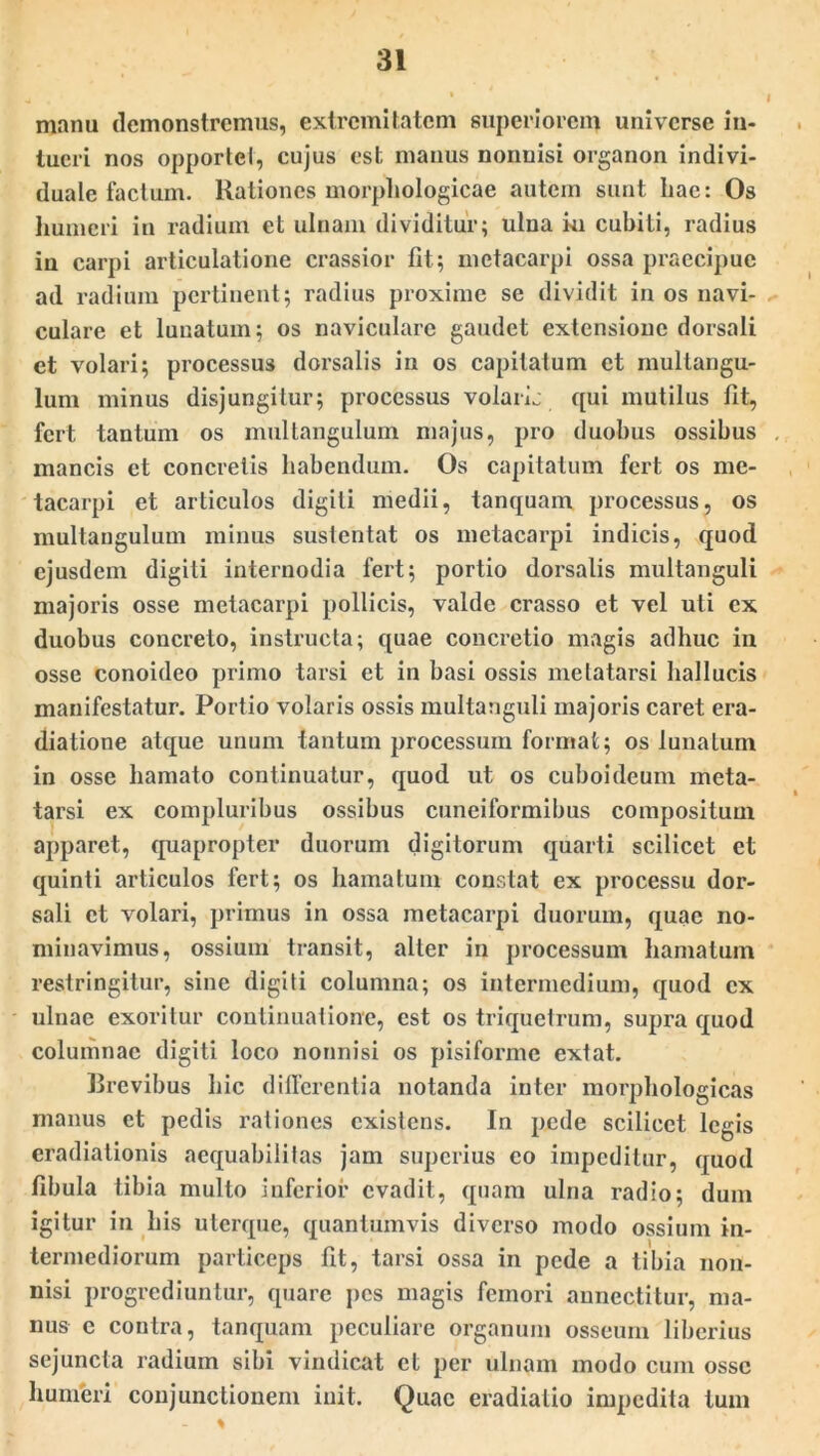 manu demonstremus, extremitatem superiorem universe in- tueri nos opportcl, cujus est manus nonuisi organon indivi- duale factum. Rationes morphologicae autem sunt hae: Os humeri in radium et ulnam dividitur; ulna ki cubiti, radius iu carpi articulatione crassior fit; metacarpi ossa praecipue ad radium pertinent; radius proxime se dividit in os navi- culare et lunatum; os naviculare gaudet extensione dorsali et volari; processus dorsalis in os capitatum et multangu- lum minus disjungitur; processus volarij qui mutilus fit, fert tantum os multangulum majus, pro duobus ossibus mancis et concretis habendum. Os capitatum fert os me- tacarpi et articulos digiti medii, tanquam processus, os multangulum minus sustentat os metacarpi indicis, quod ejusdem digiti internodia fert; portio dorsalis multanguli majoris osse metacarpi pollicis, valde crasso et vel uti ex duobus concreto, instructa; quae concretio magis adhuc in osse conoideo primo tarsi et in basi ossis metatarsi hallucis manifestatur. Portio volaris ossis multanguli majoris caret era- diatione atque unum tantum processum format; os lunatum in osse hamato continuatur, quod ut os cuboideum meta- tarsi ex compluribus ossibus cuneiformibus compositum apparet, quapropter duorum digitorum quarti scilicet et quinti articulos fert; os hamatum constat ex processu dor- sali et volari, primus in ossa metacarpi duorum, quae no- minavimus, ossium transit, alter in processum hamatum restringitur, sine digiti columna; os intermedium, quod ex ulnae exoritur continuatione, est os triquetrum, supra quod columnae digiti loco nonnisi os pisiforme extat. Brevibus hic differentia notanda inter morphologicas manus et pedis rationes existens. In pede scilicet legis eradiationis aequabilitas jam superius eo impeditur, quod fibula tibia mullo inferior evadit, quam ulna radio; dum igitur in his uterque, quantumvis diverso modo ossium in- termediorum particeps fit, tarsi ossa in pede a tibia non- nisi progrediuntur, quare pes magis femori annectitur, ma- nus e contra, tanquam peculiare organum osseum liberius sejuncta radium sibi vindicat et per ulnam modo cum osse humeri conjunctionem init. Quae eradialio impedita tum