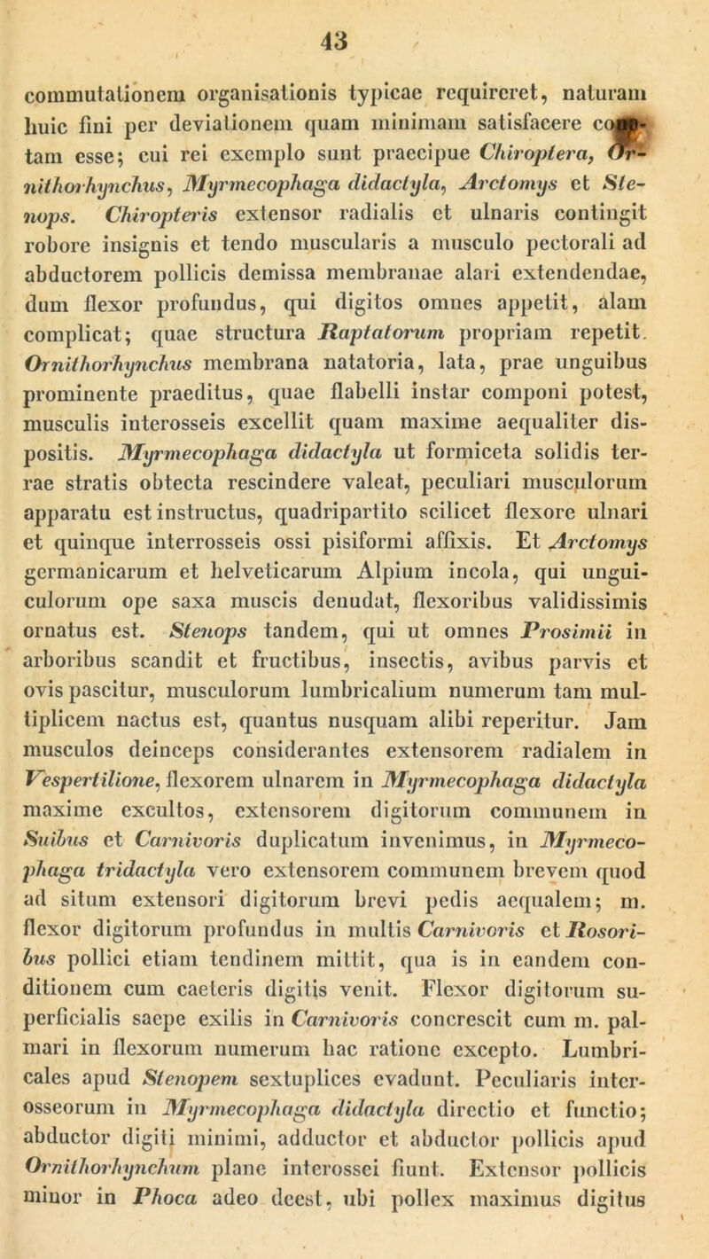 commutationem organisationis typicae requireret, naturam liuic fini per deviationem quam minimam satisfacere cqgp- tarn esse; cui rei exemplo sunt praecipue Chiropiera, (Tr- nUhoihynchus, Myrmecophaga didactyla, Arctomys et Sle- nops. Chiroptei'is extensor radialis et ulnaris contingit robore insignis et tendo muscularis a musculo pectorali ad abductorem pollicis demissa membranae alari extendendae, dum flexor profundus, qui digitos omnes appetit, alam complicat; quae structura Raptatorum propriam repetit. OmithorhyncMis membrana natatoria, lata, prae unguibus prominente praeditus, quae flabelli instar componi potest, musculis interosseis excellit quam maxime aequaliter dis- positis. Myrmecophaga didactyla ut formiceta solidis ter- rae stratis obtecta rescindere valeat, peculiari musculorum apparatu est instructus, quadripartito scilicet flexore ulnari et quinque interrosseis ossi pisiformi affixis. Et Arctomys gcrmanicarum et helveticarum Alpium incola, qui ungui- culorum ope saxa muscis denudat, flexoribus validissimis ornatus est. Stenops tandem, qui ut omnes Prosimii in arboribus scandit et fructibus, insectis, avibus parvis ct ovis pascitur, musculorum lumbricalium numerum tam mul- tiplicem nactus est, quantus nusquam alibi reperitur. Jam musculos deinceps considerantes extensorem radialem in Vespertilione, flexorem ulnarem in Myrmecophaga didactyla maxime excultos, extensorem digitorum communem in Suihus et Carnivoris duplicatum invenimus, in Myrmeco- phaga tridactyla vero extensorem communem brevem quod ad situm extensori digitorum brevi pedis aequalem; m. flexor digitorum profundus in multis Carnivoris ct Rosori- bus pollici etiam tendinem mittit, qua is in eandem con- ditionem cum caetcris digitis venit. Flexor digitorum su- perficialis saepe exilis in Carnivoris concrescit cum m. pal- mari in flexorum numerum hac ratione excepto. Lumbri- cales apud Stenopem sextuplices evadunt. Peculiaris inter- osseorum in Myrmecophaga didactyla directio ct functio; abductor digiti minimi, adductor et abductor pollicis apud Ornithorhynchnm plane interossei fiunt. Extensor pollicis minor in Phoca adeo deest, ubi pollex maximus digitus