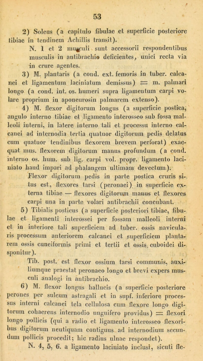 2) Soleus (a capitulo fibulae cl superficie posteriore tibiae in tendinem Achillis transit). N. 1 et 2 mu|puli sunt accessorii respondentibus musculis in antibracliio deficientes, unici recta via in crure agentes. 3) M. plantaris (a cond. ext. femoris in tuber, calca- nei et ligamentum laciniatum demissus) = m. palmari longo (a cond. int. os. humeri supra ligamentum carpi vo- lare proprium in aponeurosin palmarem extenso). 4) M. flexor digitorum longus (a superficie postica, angulo interno tibiae et ligamento interosseo sub fossa mal- leoli interni, in latere interno tali eL processu interno cal- canei ad internodia tertia quatuor digitorum pedis delatus cum quatuor tendinibus flexorem brevem perforat) exae- quat mus. flexorem digitorum manus profundum (a cond. interno os. hum. sub lig. carpi vol. propr. ligamento laci- niato haud impari ad phalangem ultimam devectum). Flexor digitorum pedis in parte postica cruris si- tus est, flexores tarsi (peronaei) in superficie ex- terna tibiae — flexores digitorum manus et flexores carpi una in parte volari antibrachii concubant. 5) Tibialis posticus (a superficie posteriori tibiae, fibu- lae et ligamenti interossei per fossam malleoli interni et in interiore tali superficiem ad tuber, ossis navicula- ris processum anteriorem calcanei et superficiem planta- rem ossis cuneiformis primi et tertii et ossis, cuboidei di- sponitur). Tib. post, est flexor ossium tarsi communis, auxi- liumque praestat peronaeo longo et brevi expers mus- culi analogi in antibracliio. 6) M. flexor longus hallucis (a superficie posteriore perones per sulcum astragali et in supf. inferiore proces- sus interni calcanei tela cellulosa cum flexore longo digi- torum cohaerens internodio unguifero providus) := flexori longo pollicis (qui a radio et ligamento interosseo flexori- bus digitorum neutiquam contiguus ad internodium secun- dum pollicis procedit; hic radius ulnae respondet). N. 4, 5, 6. a ligamento laciniato inclusi, sicuti fle-