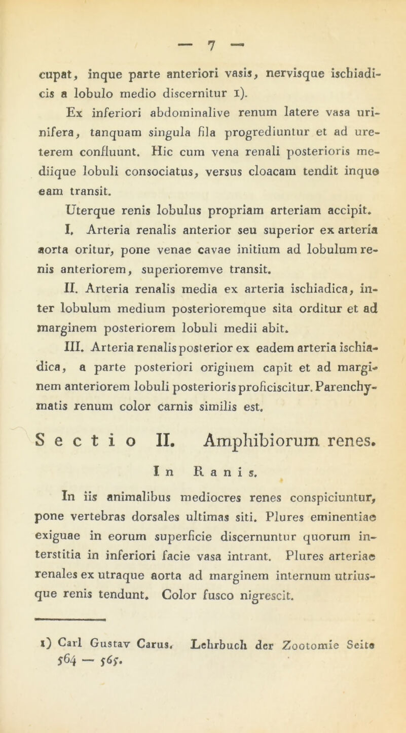 cupat, inque parte anteriori vasis, nervisque ischiadi- cis a lobulo medio discernitur l). Ex inferiori abdominalive renum latere vasa uri- nifera, tanquam singula fila progrediuntur et ad ure- terem confluunt. Hic cum vena renali posterioris me- diique lobuli consociatus, versus cloacam tendit inque eam transit. Uterque renis lobulus propriam arteriam accipit» I. Arteria renalis anterior seu superior ex arteria aorta oritur, pone venae cavae initium ad lobulum re- nis anteriorem, superioremve transit. II. Arteria renalis media ex arteria ischiadica, in- ter lobulum medium posterioremque sita orditur et ad marginem posteriorem lobuli medii abit. III. Arteria renalis posterior ex eadem arteria ischia- dica, a parte posteriori originem capit et ad margi- nem anteriorem lobuli posteriorisproflciscitur. Parenchy- matis renum color carnis similis est. Sectio II. Amphibiorum renes. In Ranis. In iis animalibus mediocres renes conspiciuntur, pone vertebras dorsales ultimas siti. Plures eminentiae exiguae in eorum superficie discernuntur quorum in- terstitia in inferiori facie vasa intrant. Plures arteriae renales ex utraque aorta ad marginem internum utrius- que renis tendunt. Color fusco nigrescit. l) Cari Gustav Carus. LeUrbucIi der Zootoitiie Seite 564 —