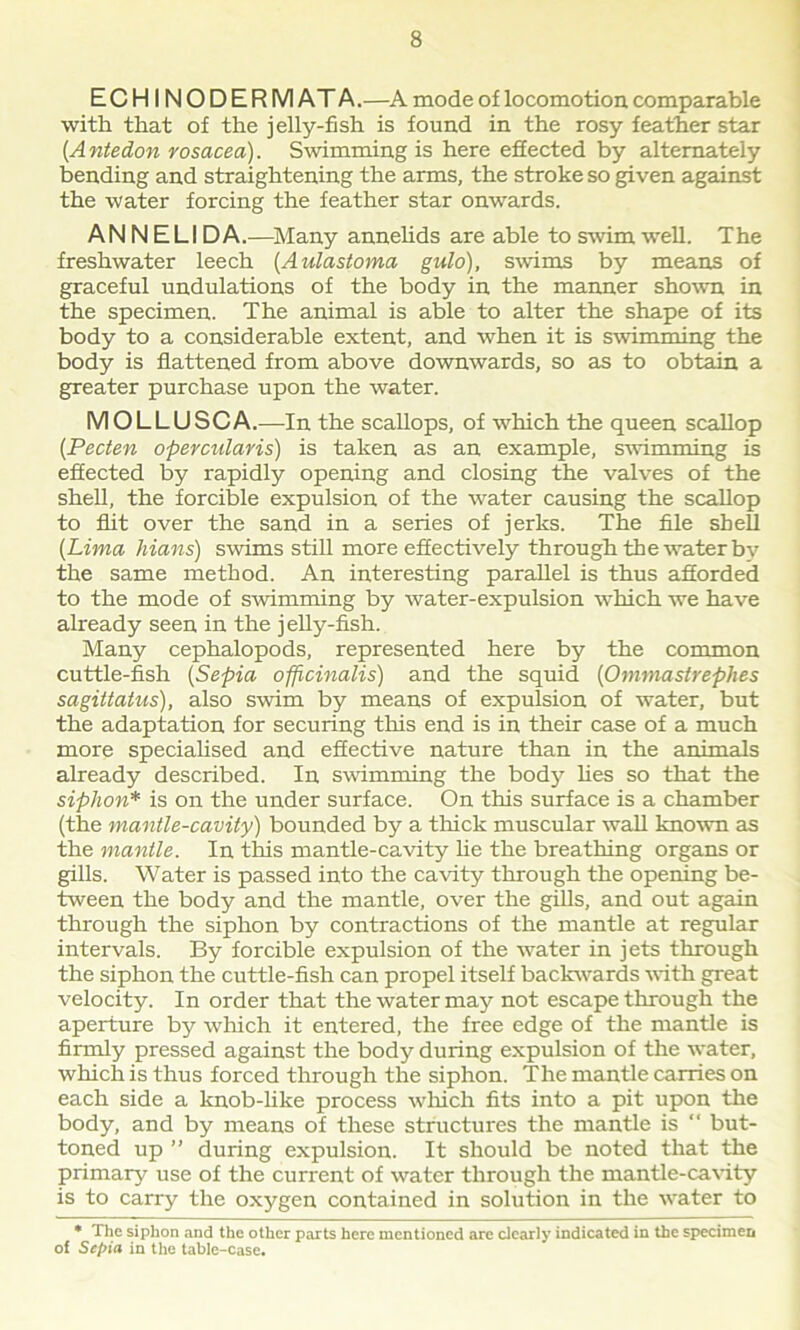 ECHINODERM AT A.—A mode of locomotion comparable with that of the jelly-fish is found in the rosy feather star (Antedon rosacea). Swimming is here effected by alternately bending and straightening the arms, the stroke so given against the water forcing the feather star onwards. AN N ELI DA.—Many annelids are able to swim well. The freshwater leech (Aulastoma gulo), swims by means of graceful undulations of the body in the manner shown in the specimen. The animal is able to alter the shape of its body to a considerable extent, and when it is swimming the body is flattened from above downwards, so as to obtain a greater purchase upon the water. MOLLUSCA.—In the scallops, of which the queen scallop (Pecten opercularis) is taken as an example, swimming is effected by rapidly opening and closing the valves of the shell, the forcible expulsion of the water causing the scallop to flit over the sand in a series of jerks. The file shell {Lima Mans) swims still more effectively through the water by the same method. An interesting parallel is thus afforded to the mode of swimming by water-expulsion which we have already seen in the jelly-fish. Many cephalopods, represented here by the common cuttle-fish (Sepia officinalis) and the squid (Omrnaslrephes sagittatus), also swim by means of expulsion of water, but the adaptation for securing this end is in their case of a much more specialised and effective nature than in the animals already described. In swimming the body lies so that the siphon* is on the under surface. On this surface is a chamber (the mantle-cavity) bounded by a thick muscular wall known as the mantle. In this mantle-cavity he the breathing organs or gills. Water is passed into the cavity through the opening be- tween the body and the mantle, over the gills, and out again through the siphon by contractions of the mantle at regular intervals. By forcible expulsion of the water in jets through the siphon the cuttle-fish can propel itself backwards with great velocity. In order that the water may not escape through the aperture by which it entered, the free edge of the mantle is firmly pressed against the body during expulsion of the water, which is thus forced through the siphon. The mantle carries on each side a knob-like process which fits into a pit upon the body, and by means of these structures the mantle is “ but- toned up ” during expulsion. It should be noted that the primary use of the current of water through the mantle-cavity is to carry the oxygen contained in solution in the water to * The siphon and the other parts here mentioned are clearly indicated in the specimen of Sepia in the table-case.