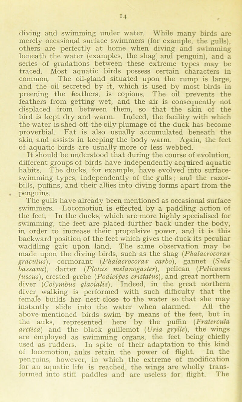 diving and swimming under water. While many birds are merely occasional surface swimmers (for example, the gulls), others are perfectly at home when diving and swimming beneath the water (examples, the shag^ and penguin), and a series of gradations between these extreme types may be traced. Most aquatic birds possess certain characters in common. The oil-gland situated upon the rump is large, and the oil secreted by it, which is used by most birds in preening the feathers, is copious. The oil prevents the feathers from getting wet, and the air is consequently not displaced from between them, so that the skin of the bird is kept dry and warm. Indeed, the facility with which the water is shed off the oily plumage of the duck has become proverbial. Fat is also usually accumulated beneath the skin and assists in keeping the body warm. Again, the feet of aquatic birds are usually more or less webbed. It should be understood that during the course of evolution, different groups of birds have independently acquired aquatic habits. The ducks, for example, have evolved into surface- swimming types, independently of the gulls ; and the razor- bills, puffins, and their allies into diving forms apart from the penguins. The gulls have already been mentioned as occasional surface swimmers. Locomotion is effected by a paddling action of the feet. In the ducks, which are more highly specialised for swimming, the feet are placed further back under the body, in order to increase their propulsive power, and it is this backward position of the feet which gives the duck its peculiar waddling gait upon land. The same observation may be made upon the diving birds, such as the shag (Phalacrocorax graculus), cormorant (Phalacrocorax carlo), gannet (Sula bassana), darter (Plotus melanogaster), pelican (Pelicanus fuscus), crested grebe (Podicipes cristatus), and great northern diver (Colymbus glacialis). Indeed, in the great northern diver walking is performed with such difficulty that the female builds her nest close to the water so that she may instantly slide into the water when alarmed. All the above-mentioned birds swim by means of the feet, but in the auks, represented here by the puffin (Fratercula arclica) and the black guillemot (Uria grylle), the wings are employed as swimming organs, the feet being chiefly used as rudders. In spite of their adaptation to this kind of locomotion, auks retain the power of flight. In the penguins, however, in which the extreme of modification for an aquatic life is reached, the wings are wholly trans- formed into stiff paddles and are useless for flight. The