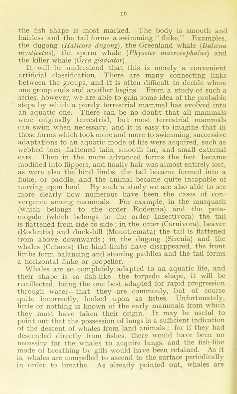 lb the fish shape is most marked. The body is smooth and hairless and the tail forms a swimming  fluke.” Examples, the dugong (Halicore dugong), the Greenland whale {Balccna mysticetus), the sperm whale (Physeter macrocephalus) and the killer whale (Orca gladiator). It will be understood that this is merely a convenient artificial classification. There are many connecting finks between the groups, and it is often difficult to decide where one group ends and another begins. From a study of such a series, however, we are able to gain some idea of the probable steps by which a purely terrestrial mammal has evolved into an aquatic one. There can be no doubt that all mammals were originally terrestrial, but most terrestrial mammals can swim when necessary, and it is easy to imagine that in those forms which took more and more to swimming, successive adaptations to an aquatic mode of life were acquired, such as webbed toes, flattened tails, smooth fur, and small external ears. Then in the more advanced forms the feet became modified into flippers, and finally hair was almost entirely lost, as were also the hind limbs, the tail became formed into a fluke, or paddle, and the animal became quite incapable of moving upon land. By such a study we are also able to see more clearly how numerous have been the cases of con- vergence among mammals. For example, in the musquash (which belongs to the order Rodentia) and the pota- mogale (which belongs to the order Insectivora) the tail is flattened from side to side ; in the otter (Carnivora), beaver (Rodentia) and duck-bill (Monotremata) the tail is flattened from above downwards; in the dugong (Sirenia) and the whales (Cetacea) the hind limbs have disappeared, the front limbs form balancing and steering paddles and the tail forms a horizontal fluke or propellor. Whales are so completely adapted to an aquatic fife, and their shape is so fish-like—the torpedo shape, it will be recollected, being the one best adapted for rapid progression through water—that they are commonly, but of course quite incorrectly, looked upon as fishes. Unfortunately, little or nothing is known of the early mammals from which they must have taken their origin. It may be useful to point out that the possession of lungs is a sufficient indication of the descent of whales from land animals ; for if they had descended directly from fishes, there would have been no necessity for the whales to acquire lungs, and the fish-like mode of breathing by gills would have been retained. As it is, whales are compelled to ascend to the surface periodically ip order to breathe, As already pointed out, whales are