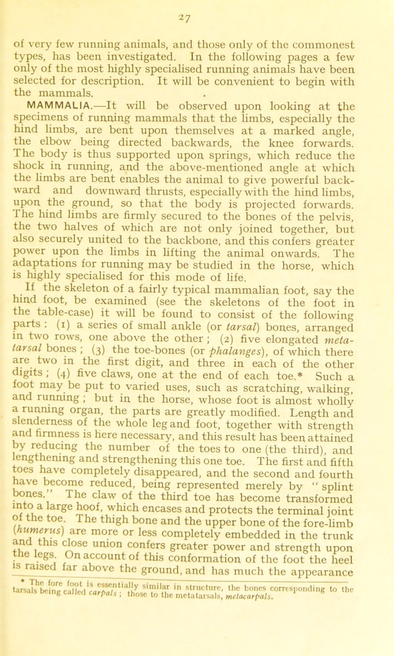 of very few running animals, and those only of the commonest types, has been investigated. In the following pages a few only of the most highly specialised running animals have been selected for description. It will be convenient to begin with the mammals. MAMMALIA.—It will be observed upon looking at the specimens of running mammals that the limbs, especially the hind limbs, are bent upon themselves at a marked angle, the elbow being directed backwards, the knee forwards. The body is thus supported upon springs, which reduce the shock in running, and the above-mentioned angle at which the limbs are bent enables the animal to give powerful back- ward and downward thrusts, especially with the hind limbs, upon the ground, so that the body is projected forwards. The hind limbs are firmly secured to the bones of the pelvis, the two halves of which are not only joined together, but also securely united to the backbone, and this confers greater power upon the limbs in lifting the animal onwards. The adaptations for running may be studied in the horse, which is highly specialised for this mode of fife. If the skeleton of a fairly typical mammalian foot, say the hind foot, be examined (see the skeletons of the foot in the table-case) it will be found to consist of the following parts : (i) a series of small ankle (or tarsal) bones, arranged in two rows, one above the other; (2) five elongated meta- tarsal bones ; (3) the toe-bones (or phalanges), of which there are two in the first digit, and three in each of the other digits ; (4) five claws, one at the end of each toe.* Such a foot may be put to varied uses, such as scratching, walking, and running ; but in the horse, whose foot is almost wholly a running organ, the parts are greatly modified. Length and S e?<c6rneSS ^le whole leg and foot, together with strength and firmness is here necessary, and this result has been attained by reducing the number of the toes to one (the third), and lengthening and strengthening this one toe. The first and fifth toes have completely disappeared, and the second and fourth have become reduced, being represented merely by “ splint bones. The claw of the third toe has become transformed mto a large hoof, which encases and protects the terminal joint o the toe. The thigh bone and the upper bone of the fore-limb (humerus) are more or less completely embedded in the trunk and this close union confers greater power and strength upon tne legs On account of this conformation of the foot the heel snused far above the ground, and has much the appearance • The fore foot is essent tarsals being called carpals ; •ally similar ; those to the in structure, the bones corresponding to the metatarsals, metacarpals.