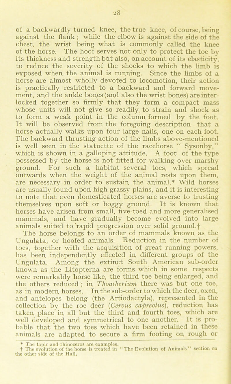 of a backwardly turned knee, the true knee, of course, being against the flank ; while the elbow is against the side of the chest, the wrist being what is commonly called the knee of the horse. The hoof serves not only to protect the toe by its thickness and strength bht also, on account of its elasticity, to reduce the severity of the shocks to which the limb is exposed when the animal is running. Since the limbs of a horse are almost wholly devoted to locomotion, their action is practically restricted to a backward and forward move- ment, and the ankle bones (and also the wrist bones) are inter- locked together so firmly that they form a compact mass whose units will not give so readily, to strain and shock as to form a weak point in the column formed by the foot. It will be observed from the foregoing description that a horse actually walks upon four large nails, one on each foot. The backward thrusting action of the limbs above-mentioned is well seen in the statuette of the racehorse “ Sysonby,” which is shown in a galloping attitude. A foot of the type possessed by the horse is not fitted for walking over marshy ground. For such a habitat several toes, which spread outwards when the weight of the animal rests upon them, are necessary in order to sustain the animal.* Wild horses are usually found upon high grassy plains, and it is interesting to note that even domesticated horses are averse to trusting themselves upon soft or boggy ground. It is known that horses have arisen from small, five-toed and more generalised mammals, and have gradually become evolved into large animals suited to rapid progression over solid ground.f The horse belongs to an order of mammals known as the Ungulata, or hoofed animals. Reduction in the number of toes, together with the acquisition of great running powers, has been independently effected in different groups of the Ungulata. Among the extinct South American sub-order known as the Litopterna are forms which in some respects were remarkably horse like, the third toe being enlarged, and the others reduced ; in Thoatherium there was but one toe, as in modern horses. In the sub-order to which the deer, oxen, and antelopes belong (the Artiodactyla), represented in the collection by the roe deer (Cervus capreolus), reduction has taken place in all but the third and fourth toes, which are well developed and symmetrical to one another. It is pro- bable that the two toes which have been retained in these animals are adapted to secure a firm footing on rough or * The tapir and rhinoceros are examples. f The evolution of the horse is treated in “ The Evolution of Animals’* section on the other side of the Hall.