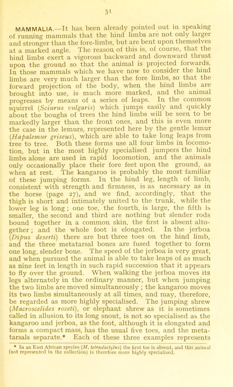 MAMMALIA.—It has been already pointed out in speaking of running mammals that the hind limbs are not only laxgei and stronger than the fore-limbs, but are bent upon themselves at a marked angle. The reason of this is, of course, that the hind limbs exert a vigorous backward and downward thrust upon the ground so that the animal is projected forwards. In those mammals which we have now to consider the hind limbs are very much larger than the fore limbs, so that the forward projection of the body, when the hind limbs are brought into use, is much more marked, and the animal progresses by means of a series of leaps. In the common squirrel (Sciurus vulgaris) which jumps easily and quickly about the boughs of trees the hind limbs will be seen to be markedly larger than the front ones, and this is even more the case in the lemurs, represented here by the gentle lemur (Hapalemur gviseus), which are able to take long leaps from tree to tree. Both these forms use all four limbs in locomo- tion, but in the most highly specialised jumpers the hind limbs alone are used in rapid locomotion, and the animals only occasionally place their fore feet upon the ground, as when at rest. The kangaroo is probably the most familiar of these jumping forms. In the hind leg, length of limb, consistent with strength and firmness, is as necessary as in the horse (page 27), and we find, accordingly, that the thigh is short and intimately united to the trunk, while the lower leg is long ; one toe, the fourth, is large, the fifth is smaller, the second and third are nothing but slender rods bound together in a common skin, the first is absent alto- gether; and the whole foot is elongated. In the jerboa {Dipus deserti) there are but three toes on the hind limb, and the three metatarsal bones are fused together to form one long, slender bone. The speed of the jerboa is very great, and when pursued the animal is able to take leaps of as much as nine feet in length in such rapid succession that it appears to fly over the ground. When walking the jerboa moves its legs alternately in the ordinary manner, but when jumping the two limbs are moved simultaneously ; the kangaroo moves its two limbs simultaneously at all times, and may, therefore, be regarded as more highly specialised. The jumping shrew {Macroscelides rozeti), or elephant shrew as it is sometimes called in allusion to its long snout, is not so specialised as the kangaroo and jerboa, as the foot, although it is elongated and forms a compact mass, has the usual five toes, and the meta- tarsals separate.* Each of these three examples represents • In an East African species (A/, tetradactylus) the first toe is absent, and this animal (not represented in the collection) is therefore more highly specialised.