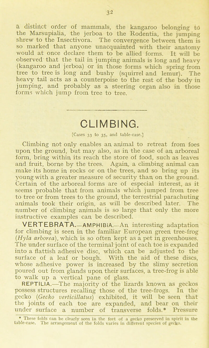 3^ a distinct order of mammals, the kangaroo belonging to the Marsupialia, the jerboa to the Rodentia, the jumping shrew to the Insectivora. The convergence between them is so marked that anyone unacquainted with their anatomy would at once declare them to be allied forms. It will be observed that the tail in jumping animals is long and heavy (kangaroo and jerboa) or in those forms which spring from tree to tree is long and bushy (squirrel and lemur). The heavy tail acts as a counterpoise to the rest of the body in jumping, and probably as a steering organ also in those forms which jump from tree to tree. CLIMBING. [Cases 33 to 35, and table-case.] Climbing not only enables an animal to retreat from foes upon the ground, but may also, as in the case of an arboreal form, bring within its reach the store of food, such as leaves and fruit, borne by the trees. Again, a climbing animal can make its home in rocks or on the trees, and so bring up its young with a greater measure of security than on the ground. Certain of the arboreal forms are of especial interest, as it seems probable that from animals which jumped from tree to tree or from trees to the ground, the terrestrial parachuting animals took their origin, as will be described later. The number of climbing animals is so large that only the more instructive examples can be described. VERTEBRATA AMPHIBiA.—An interesting adaptation for climbing is seen in the familiar European green tree-frog (Hyla arborea), which is so often kept as a pet in greenhouses. The under surface of the terminal joint of each toe is expanded into a flattish adhesive disc, which can be adjusted to the surface of a leaf or bough. With the aid of these discs, whose adhesive power is increased by the slimy secretion poured out from glands upon their surfaces, a tree-frog is able to walk up a vertical pane of glass. REPTILIA.—The majority of the lizards known as geckos possess structures recalling those of the tree-frogs. In the gecko (Gecko verticillalus) exhibited, it will be seen that the joints of each toe are expanded, and bear on their under surface a number of transverse folds.* Pressure * These folds can be clearly seen in the feet of a gecko preserved in spirit in the table-case. The arrangement of the folds varies in different species of gecko.