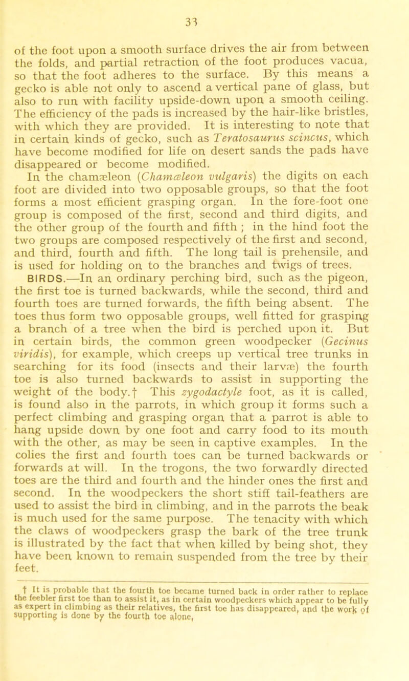 of the foot upon a smooth surface drives the air from between the folds, and partial retraction of the foot produces vacua, so that the foot adheres to the surface. By this means a gecko is able not only to ascend a vertical pane of glass, but also to run with facility upside-down upon a smooth ceiling. The efficiency of the pads is increased by the hair-like bristles, with which they are provided. It is interesting to note that in certain kinds of gecko, such as Teratosaurus scincus, which have become modified for life on desert sands the pads have disappeared or become modified. In the chamaeleon (Chatnesleon vulgaris) the digits on each foot are divided into two opposable groups, so that the foot forms a most efficient grasping organ. In the fore-foot one group is composed of the first, second and third digits, and the other group of the fourth and fifth ; in the hind foot the two groups are composed respectively of the first and second, and third, fourth and fifth. The long tail is prehensile, and is used for holding on to the branches and twigs of trees. BIRDS.—In an ordinary perching bird, such as the pigeon, the first toe is turned backwards, while the second, third and fourth toes are turned forwards, the fifth being absent. The toes thus form two opposable groups, well fitted for grasping a branch of a tree when the bird is perched upon it. But in certain birds, the common green woodpecker (Gecinus viridis), for example, which creeps up vertical tree trunks in searching for its food (insects and their larvre) the fourth toe is also turned backwards to assist in supporting the weight of the body. f This zygodactyle foot, as it is called, is found also in the parrots, in which group it forms such a perfect climbing and grasping organ that a parrot is able to hang upside down by one foot and carry food to its mouth with the other, as may be seen in captive examples. In the colies the first and fourth toes can be turned backwards or forwards at will. In the trogons, the two forwardly directed toes are the third and fourth and the hinder ones the first and second. In the woodpeckers the short stiff tail-feathers are used to assist the bird in climbing, and in the parrots the beak is much used for the same purpose. The tenacity with which the claws of woodpeckers grasp the bark of the tree trunk is illustrated by the fact that when killed by being shot, they have been known to remain suspended from the tree by their feet. t It ls probable that the fourth toe became turned back in order rather to replace the feebler first toe than to assist it, as in certain woodpeckers which appear to be fully as expert in climbing as their relatives, the first toe has disappeared, apd the work of supporting is done by the fourth toe alone,