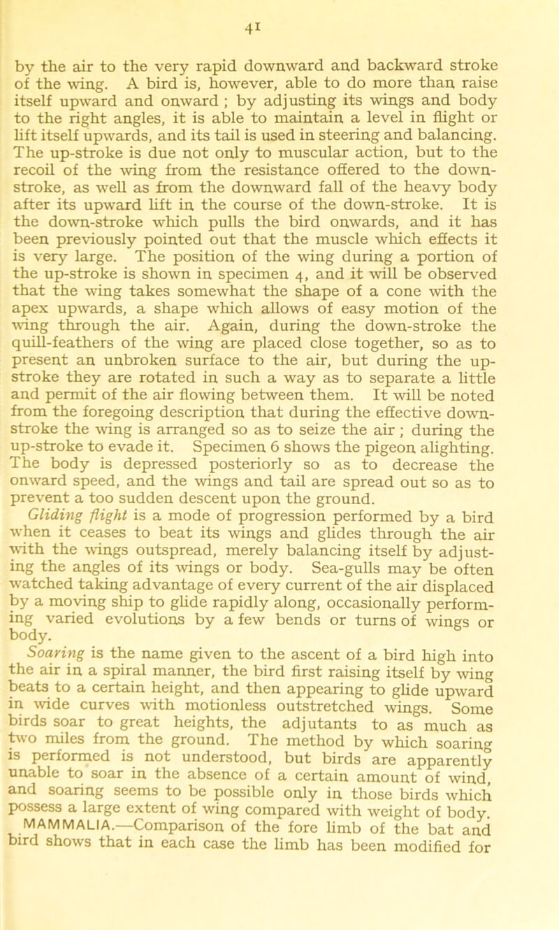 by the air to the very rapid downward and backward stroke of the wing. A bird is, however, able to do more than raise itself upward and onward ; by adjusting its wings and body to the right angles, it is able to maintain a level in flight or lift itself upwards, and its tail is used in steering and balancing. The up-stroke is due not only to muscular action, but to the recoil of the wing from the resistance offered to the down- stroke, as well as from the downward fall of the heavy body after its upward lift in the course of the down-stroke. It is the down-stroke which pulls the bird onwards, and it has been previously pointed out that the muscle which effects it is very large. The position of the wing during a portion of the up-stroke is shown in specimen 4, and it will be observed that the wing takes somewhat the shape of a cone with the apex upwards, a shape which allows of easy motion of the wing through the air. Again, during the down-stroke the quill-feathers of the wing are placed close together, so as to present an unbroken surface to the air, but during the up- stroke they are rotated in such a way as to separate a little and permit of the air flowing between them. It will be noted from the foregoing description that during the effective down- stroke the wing is arranged so as to seize the air ; during the up-stroke to evade it. Specimen 6 shows the pigeon alighting. The body is depressed posteriorly so as to decrease the onward speed, and the wings and tail are spread out so as to prevent a too sudden descent upon the ground. Gliding flight is a mode of progression performed by a bird when it ceases to beat its wings and glides through the air with the wings outspread, merely balancing itself by adjust- ing the angles of its wings or body. Sea-gulls may be often watched taking advantage of every current of the air displaced by a moving ship to glide rapidly along, occasionally perform- ing varied evolutions by a few bends or turns of wings or body. Soaring is the name given to the ascent of a bird high into the air in a spiral manner, the bird first raising itself by wing beats to a certain height, and then appearing to glide upward in wide curves with motionless outstretched wings. Some birds soar to great heights, the adjutants to as much as two miles from the ground. The method by which soaring is performed is not understood, but birds are apparently unable to soar in the absence of a certain amount of wind, and soaring seems to be possible only in those birds which possess a large extent of wing compared with weight of body. MAMMALIA.—Comparison of the fore limb of the bat and bird shows that in each case the limb has been modified for