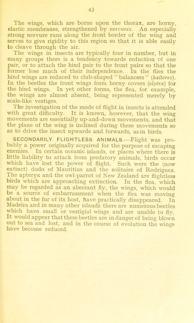 The wings, which are borne upon the thorax, are horny, elastic membranes, strengthened by nervures. An especially strong nervure runs along the front border of the wing and serves to give rigidity to this region so that it is able easily to cleave through the air. The wings in insects are typically four in number, but in many groups there is a tendency towards reduction of one pair, or to attach the hind pair to the front pairs so that the former lose much of their independence. In the flies the hind wings are reduced to club-shaped “ balancers ” (halteres). In the beetles the front wings form horny covers (elytra) for the hind wings. In yet other forms, the flea, for example, the wings are almost absent, being represented merely by scale-like vestiges. The investigation of the mode of flight in insects is attended with great difficulty. It is known, however, that the wing movements are essentially up-and-down movements, and that the plane of the wing is inclined during these movements so as to drive the insect upwards and forwards, as in birds. SECONDARILY FLIGHTLESS AN IMALS.—Flight was pro- bably a power originally acquired for the purpose of escaping enemies. In certain oceanic islands, or places where there is little liability to attack from predatory animals, birds occur which have lost the power of flight. Such were the (now extinct) dodo of Mauritius and the solitaire of Rodriguez. The apteryx and the owl-parrot of New Zealand are flightless birds which are approaching extinction. In the flea, which may be regarded as an aberrant fly, the wings, which would be a source of embarrassment when the flea was moving about in the fur of its host, have practically disappeared. In Madeira and in many other islands there are numerous beetles which have small or vestigial wings and are unable to fly. It would appear that these beetles are in danger of being blown out to sea and lost, and in the course of evolution the wings have become reduced.