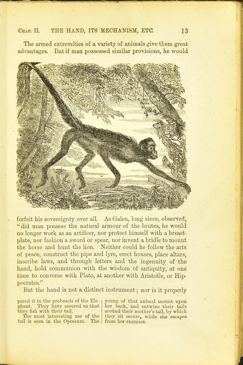 The armed extremities of a variety of animals give them great advantages. But if man possessed similar provisions, he would forfeit his sovereignty over all. As Galen, long since, observed,  did man possess the natural armour of the brutes, he would no longer work as an artificer, nor protect himself with a breast- plate, nor fashion a sword or spear, nor invent a bridle to mount the horse and hunt the lion. Neither could he follow the arts of peace, construct the pipe and lyre, erect houses, place altars, inscribe laws, and through letters and the ingenuity of the hand, hold communion with the wisdom of antiquity, at one time to converse with Plato, at another with Aristotle, or Hip- pocrates. But the hand is not a distinct instrument • nor is it properly pared it to the proboscis of the Ele- phant. They have assured us that they fish with their tail. The most interesting use of the tail is seen in the Opossum. The younj; of that animal mount upon her hack, and entwine their tails around their mother's tail, by which they sit secure, while she escapes from her enemies.