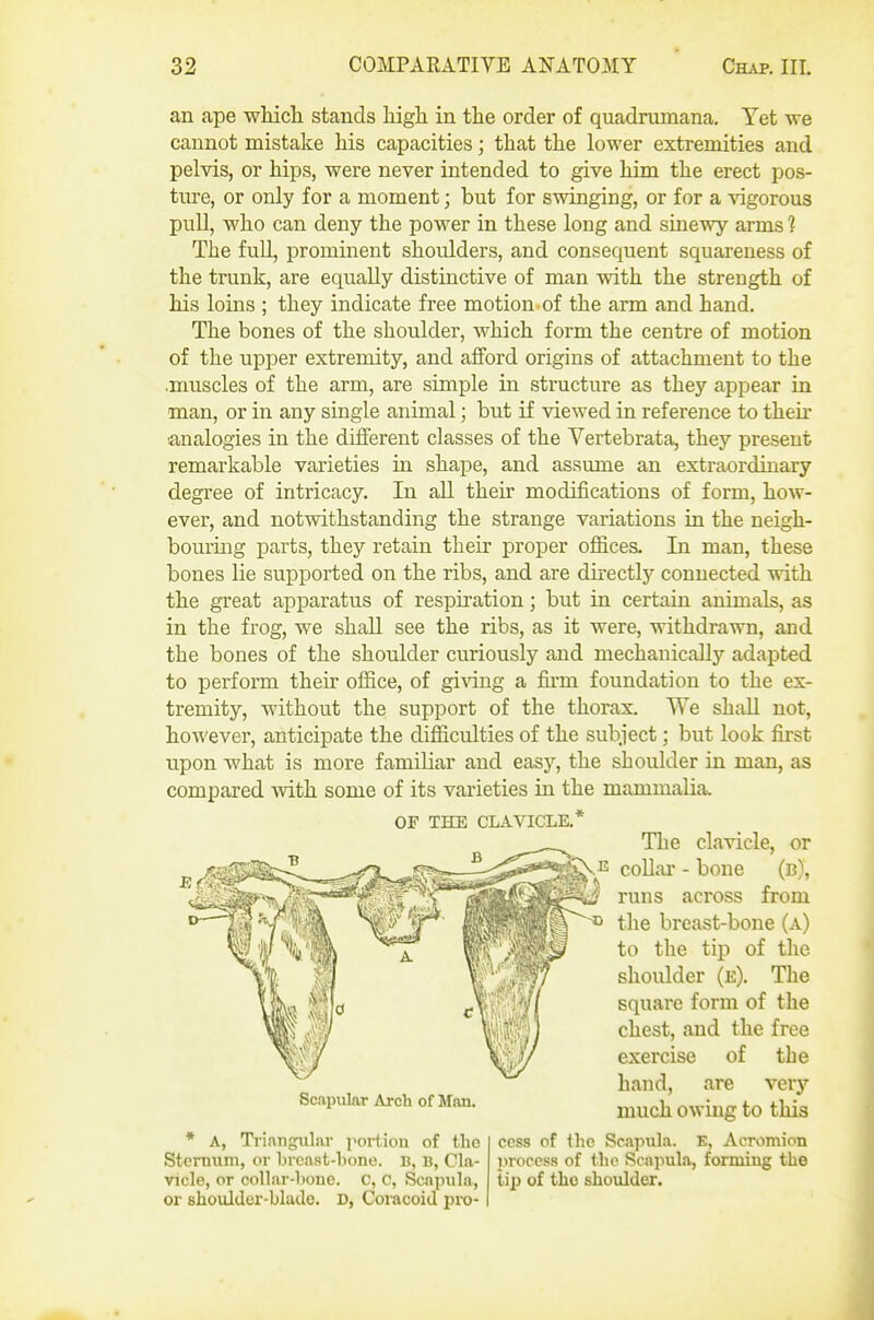 an ape wHcli stands higli in the order of quadrumana. Yet we cannot mistake bis capacities; that the lower extremities and pelvis, or hips, were never intended to give him the erect pos- ture, or only for a moment; but for swinging, or for a vigorous pull, who can deny the power in these long and sinewy arms 1 The fuU, prominent shoulders, and consequent squareness of the trunk, are equally distinctive of man with the strength of his loins ; they indicate free motion of the arm and hand. The bones of the shoulder, which form the centre of motion of the upper extremity, and afford origins of attachment to the .muscles of the arm, are simple in structure as they appear in man, or in any single animal; but if viewed in reference to their lanalogies in the different classes of the Vertebrata, they present remarkable varieties in shape, and assume an extraordinary degree of intricacy. In all their modifications of form, how- ever, and notwithstanding the strange variations in the neigh- bouring parts, they retain their proper offices. In man, these bones lie supported on the ribs, and are directly connected with the great apparatus of respiration; but in certain animals, as in the frog, we shall see the ribs, as it were, withdrawn, and the bones of the shoulder curiously and mechanically adapted to perform their office, of giving a fii'm foundation to the ex- tremity, without the support of the thorax. We shaU not, however, anticipate the difficulties of the subject; but look first upon what is more familiar and easy, the shoulder in man, as compared with some of its varieties in the mammalia. OF THE CLAVICLE.* Tlie clavicle, or E collai' - bone (b), ? runs across from D tlie breast-bone (a) to the tip of the shoulder (e). The square form of the chest, and the free exercise of the hand, are very much owing to this * A, Ti-iangiilar portion of the cess of the Scapul.a. E, Acromion Sternum, or hrcast-lione. B, B, Cla- process of the Scapula, forming the vicle, or colhir-honc. c, c, Scapula, tip of the shoulder, or shoulder-blade. D, Coracoid pro- Scapular Arch of Man.