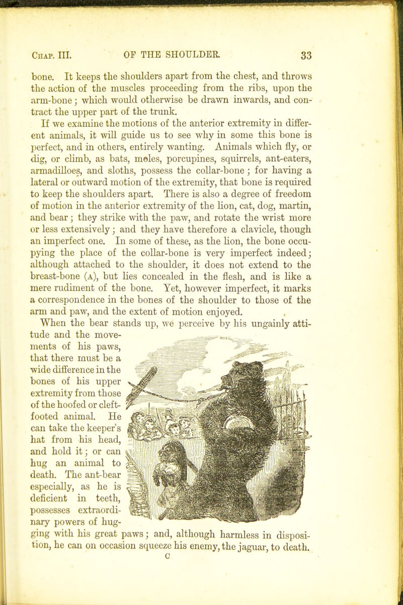 bone. It keeps the shoulders apart from the chest, and throws the action of the muscles proceeding from the ribs, upon the arm-bone; which would otherwise be drawn inwards, and con- tract the upper part of the trunk. If we examine the motions of the anterior extremity in differ- ent animals, it wiU guide us to see why in some this bone is perfect, and in others, entirely wanting. Animals which fly, or dig, or climb, as bats, meles, porcupines, squirrels, ant-eaters, armadiUoes, and sloths, possess the collar-bone ; for having a lateral or outward motion of the extremity, that bone is required to keep the shoulders apart. There is also a degree of freedom of motion in the anterior extremity of the lion, cat, dog, martin, and bear; they strike with the paw, and rotate the wrist more or less extensively; and they have therefore a clavicle, though an imperfect one. In some of these, as the lion, the bone occu- pying the place of the collar-bone is very imperfect indeed; although attached to the shoulder, it does not extend to the breast-bone (a), but lies concealed in the flesh, and is like a mere rudiment of the bone. Yet, however imperfect, it marks a correspondence in the bones of the shoulder to those of the arm and paw, and the extent of motion enjoyed. When the bear stands up, we perceive by his ungainly atti- tude and the move- ments of his paws, that there must be a wide difference in the bones of his upper extremity from those of the hoofed or cleft- footed animal. He can take the keeper's hat from his head, and hold it; or can hug an animal to death. The ant-bear especially, as he is deficient in teeth, possesses extraordi- nary powers of hug- ging with his great paws; and, although harmless in disposi- tion, he can on occasion squeeze his enemy, the jaguar, to death. C