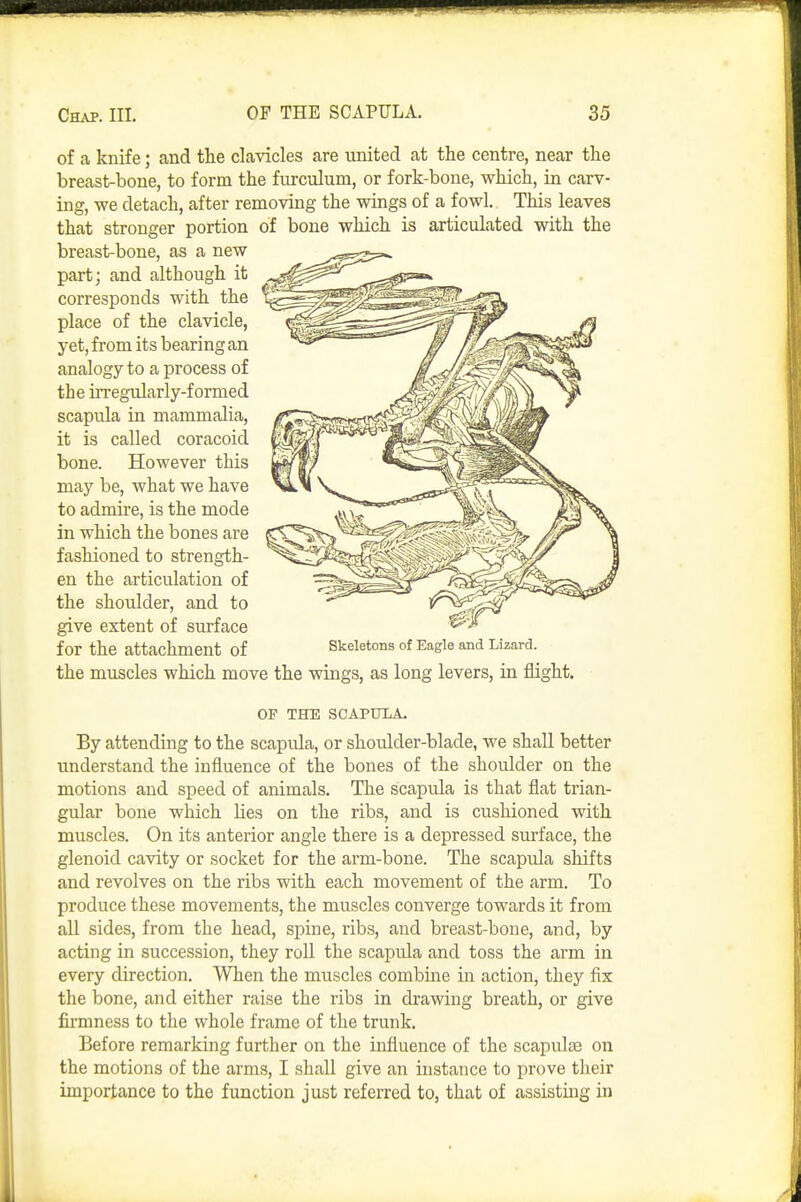 of a knife; and the clavicles are united at the centre, near the breast-bone, to form the furculum, or fork-bone, which, in carv- ing, we detach, after removing the wings of a fowl. This leaves that stronger portion of bone which is articulated with the breast-bone, as a new part; and although it corresponds with the place of the clavicle, yet, from its bearing an analogy to a process of the irregularly-formed scapula in mammalia, it is called coracoid bone. However this may be, what we have to admire, is the mode in which the bones are fashioned to strength- en the articulation of the shoulder, and to give extent of surface for the attachment of the muscles which move the wings, as long levers, in flight. OF THE SCAPUIiA. By attending to the scapula, or shoulder-blade, we shall better understand the influence of the bones of the shoulder on the motions and speed of animals. The scapula is that flat trian- gular bone which lies on the ribs, and is cushioned with muscles. On its anterior angle there is a depressed surface, the glenoid cavity or socket for the arm-bone. The scapula shifts and revolves on the ribs with each movement of the arm. To produce these movements, the muscles converge towards it from all sides, from the head, spine, ribs, and breast-bone, and, by acting in succession, they roll the scapula and toss the arm in every direction. When the muscles combine in action, they fix the bone, and either raise the ribs in drawing breath, or give firmness to the whole frame of the trunk. Before remarking further on the influence of the scapulae on the motions of the arms, I shall give an instance to prove their importance to the function just referred to, that of assistmg in Skeletons of Eagle and Lizard.