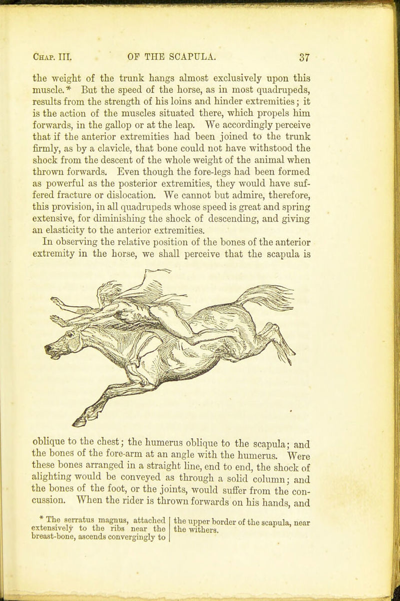 the weight of the trunk hangs almost exclusively upon this muscle.* But the speed of the horse, as in most quadrupeds, results from the strength of his loins and hinder extremities; it is the action of the muscles situated there, which propels him forwards, in the gallop or at the leap. We accordingly perceive that if the anterior extremities had been joined to the trunk firmly, as by a clavicle, that bone could not have withstood the shock from the descent of the whole weight of the animal when thrown forwards. Even though the fore-legs had been formed as powerful as the posterior extremities, they would have suf- fered fracture or dislocation. We cannot but admire, therefore, this provision, in aU quadrupeds whose speed is great and spring extensive, for diminishing the shock of descending, and giving an elasticity to the anterior extremities. In observing the relative position of the bones of the anterior extremity in the horse, we shall perceive that the scapula is oblique to the chest; the humerus oblique to the scapula; and the bones of the fore-arm at an angle with the humerus. Were these bones arranged in a straight line, end to end, the shock of alighting would be conveyed as through a solid column; and the bones of the foot, or the joints, would suffer from the con- cussion. When the rider is thrown forwards on his hands, and * The serratus magpus, attached extensively to the ribs near the breast-bone, ascends convergingly to the upper border of the scapula, near the withers.