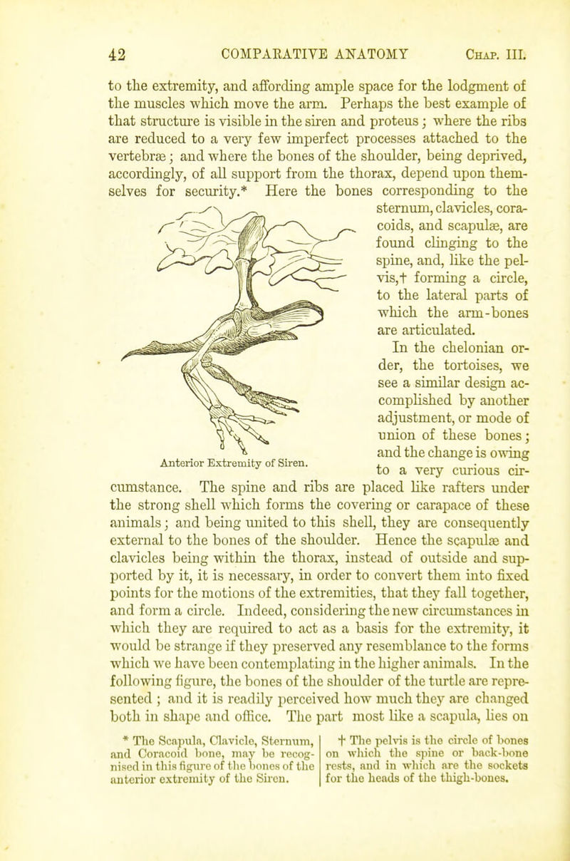 to the extremity, and affording ample space for the lodgment of the muscles which move the arm. Perhaps the best example of that structm-e is visible in the siren and proteus; where the ribs are reduced to a very few imperfect processes attached to the vertebrae; and where the bones of the shoulder, being deprived, accordingly, of all support from the thorax, depend upon them- selves for security.* Here the bones corresponding to the sternum, clavicles, cora- coids, and scapulae, are found clinging to the spine, and, like the pel- vis,t forming a circle, to the lateral parts of which the arm-bones are articulated. In the chelonian or- der, the tortoises, we see a similar design ac- complished by another adjustment, or mode of union of these bones; and the change is owing to a very curious cir- Anterior Extremity of Siren. cumstance. The spine and ribs are placed like rafters under the strong shell which forms the covering or carapace of these animals; and being united to this shell, they are consequently external to the bones of the shoulder. Hence the scapulae and clavicles being within the thorax, instead of outside and sup- ported by it, it is necessary, in order to convert them into fixed points for the motions of the extremities, that they fall together, and form a circle. Indeed, considering the new circumstances in which they are required to act as a basis for the extremity, it would be strange if they preserved any resemblance to the forms which we have been contemplating in the higher animals. In the following figure, the bones of the shoulder of the turtle are repre- sented ; and it is readily perceived how much they are changed both in shape and office. The part most like a scapula, lies on * Tlie Scapuln, Clavicle, Sternum, and Coracoid bone, may bo recog- nised in this figure of tlie bones of the anterior extremity of the Su-cn. + The pelvis is the circle of liones on which the spine or back-lione rests, and in which are the sockets for the heads of the thigh-bones.