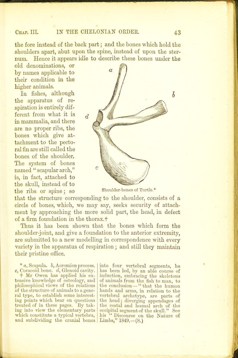 the fore instead of the back part; and the bones which hold the shoulders apart, abut upon the spine, instead of upon the ster- num. Hence it appears idle to describe these bones under the old denominations, or by names applicable to their condition in the higher animals. In fishes, although the apparatus of re- spiration is entirely dif- ferent from what it is ^ in mammalia, and there are no proper ribs, the bones which give at- tachment to the pecto- ral fin are still called the bones of the shoulder. The system of bones named  scapular arch, is, in fact, attached to the skull, instead of to the ribs or spine; so Sboulder-bones of Turtle* that the structure corresponding to the shoulder, consists of a circle of bones, which, we may say, seeks security of attach- ment by approaching the more solid part, the head, in defect of a firm foundation in the thorax.t Thus it has been shown that the bones which form the shoulder-joint, and give a foundation to the anterior extremity, are submitted to a new modelling in correspondence with every variety in the apparatus of respiration ■ and stUl they maintain their pristine office. * a, Scapiila. b, Acromion process. C, Coracoid bone. cZ, Glenoid cavity. + Mr Owen has applied his ex- tensive knowledge of osteology, and philosophical views of the relations of the structure of animals to a gene- ral type, to establish some interest- ing points which bear on questions treated of in these pages. By tak- ing into view the elementary parts which constitute a typical vertebra, and subdividing the cranial bones into four vertebral segments, he has been led, by an able course of induction, emljracing the skeletons of animals from the fish to man, to the conclusion—that the human hands and arms, in relation to the vertebral archetype, are pai-ts of the head; diverging appendages of the costal and hoemal arch of the occipital segment of the skull. See his  Discourse on the Nature of Limbs, 1849.—(S.)